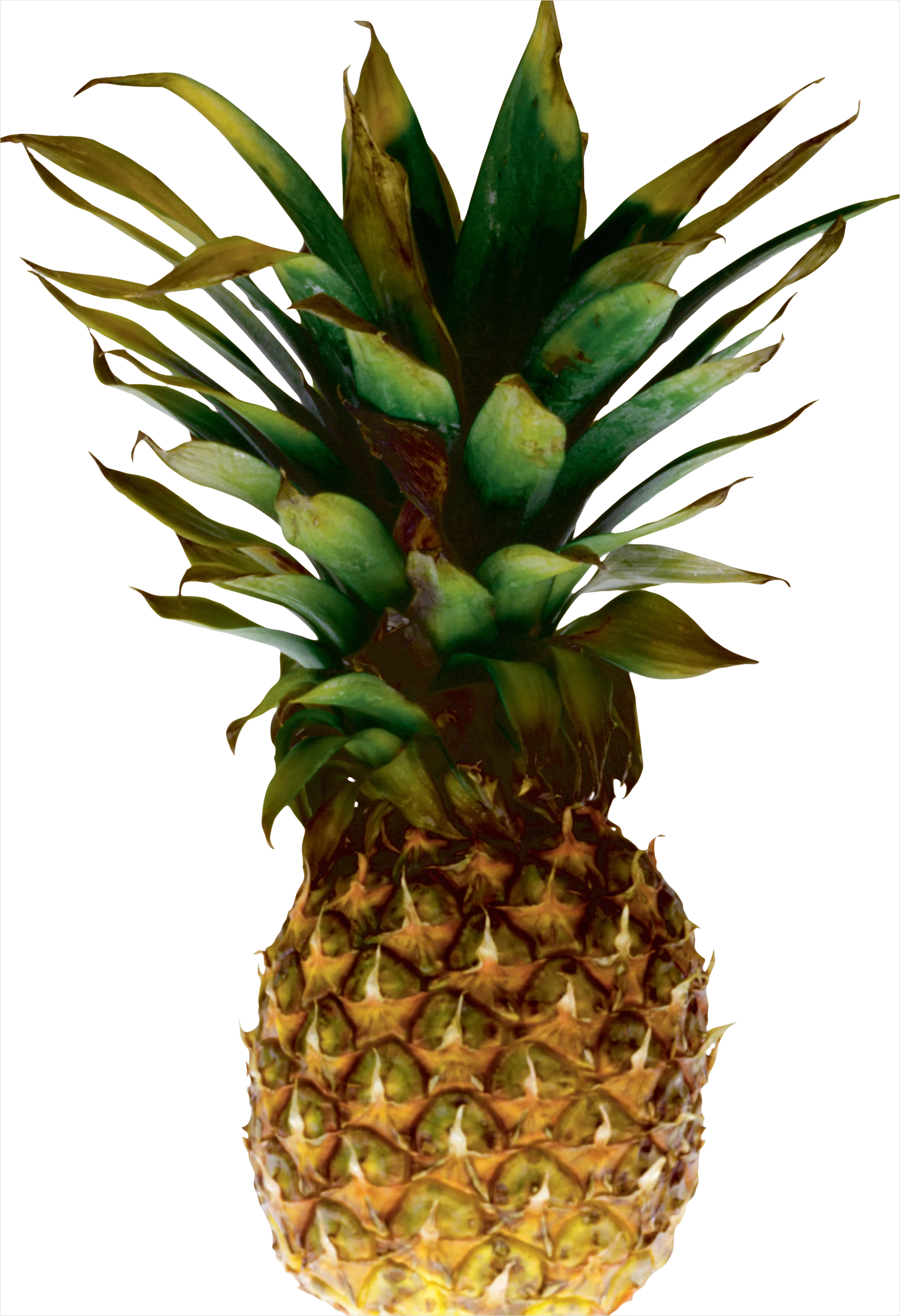 Detail Pineapple Transparent Png Number 4