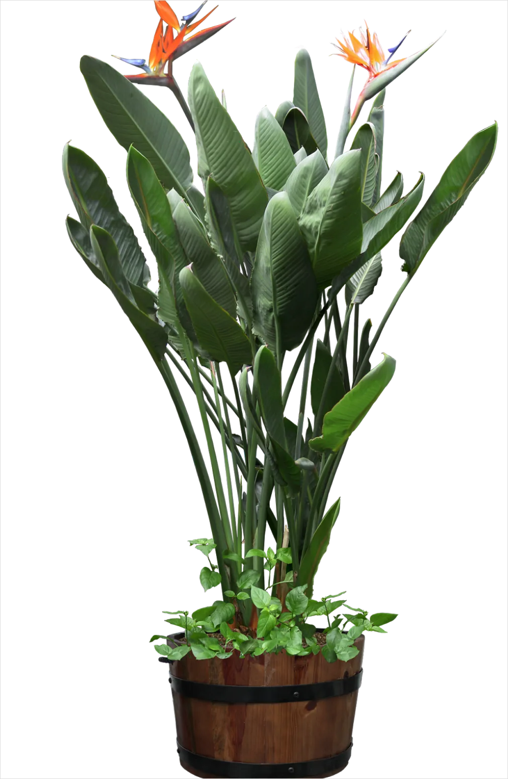 Potted Plant Transparent Png 792d