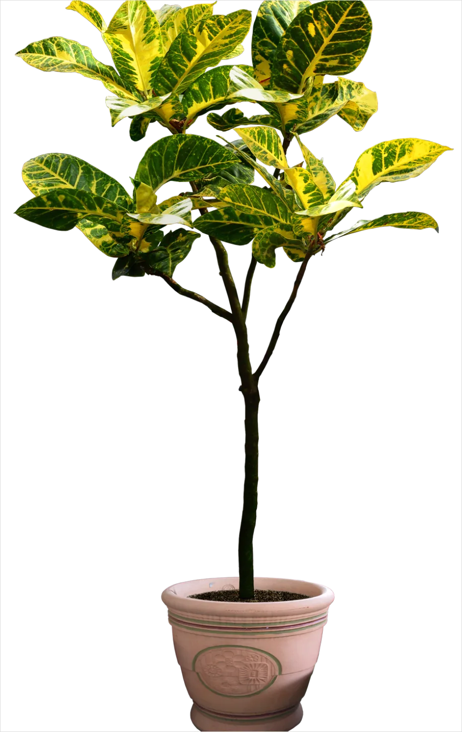 Detail Potted Plant Transparent Png Number 4