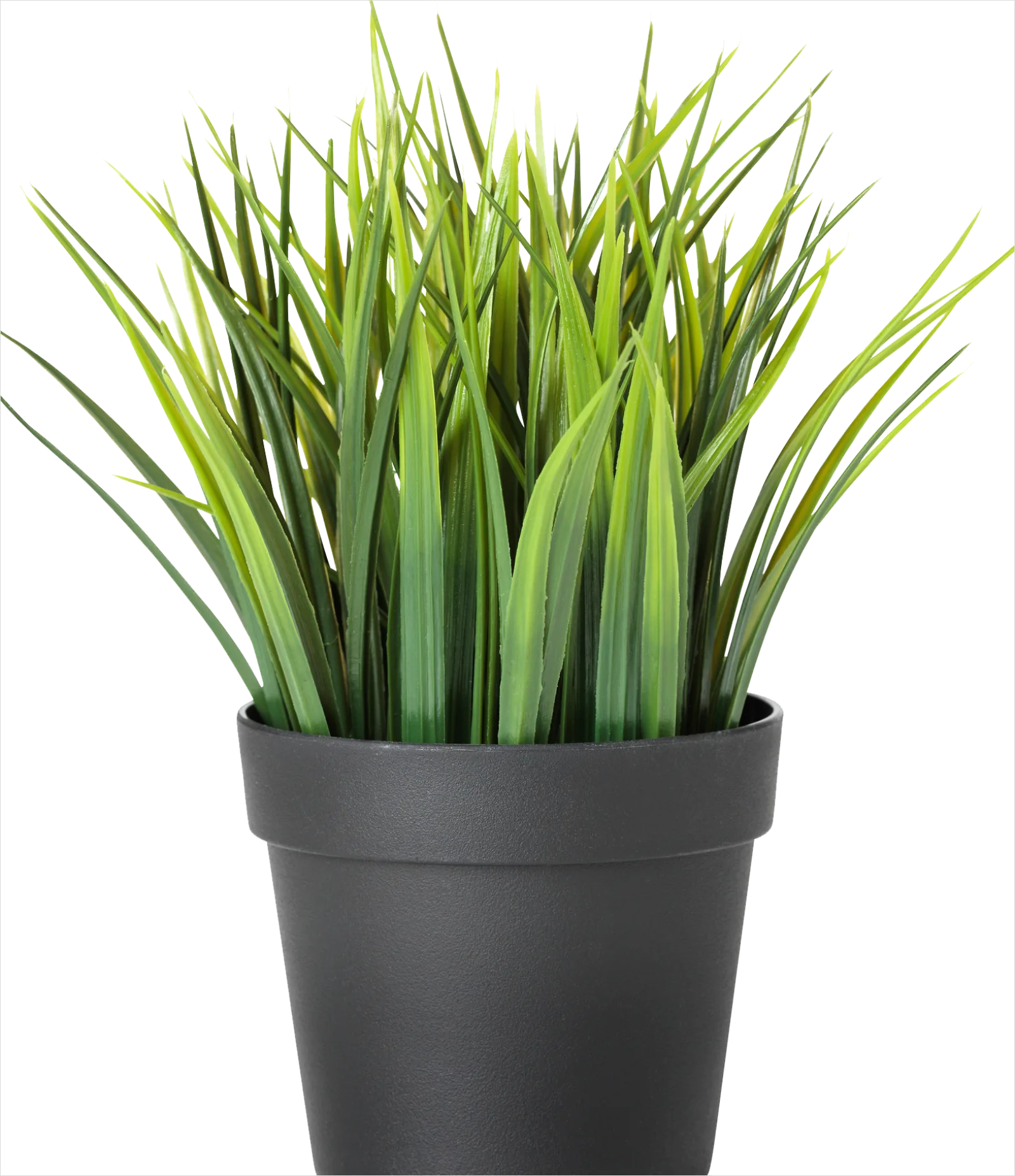 Detail Potted Plant Transparent Png Number 5