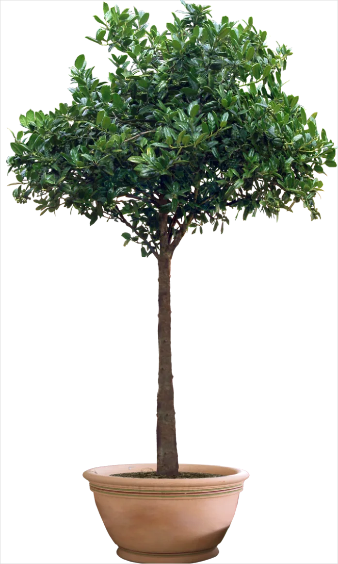 Detail Potted Plant Transparent Png Number 6