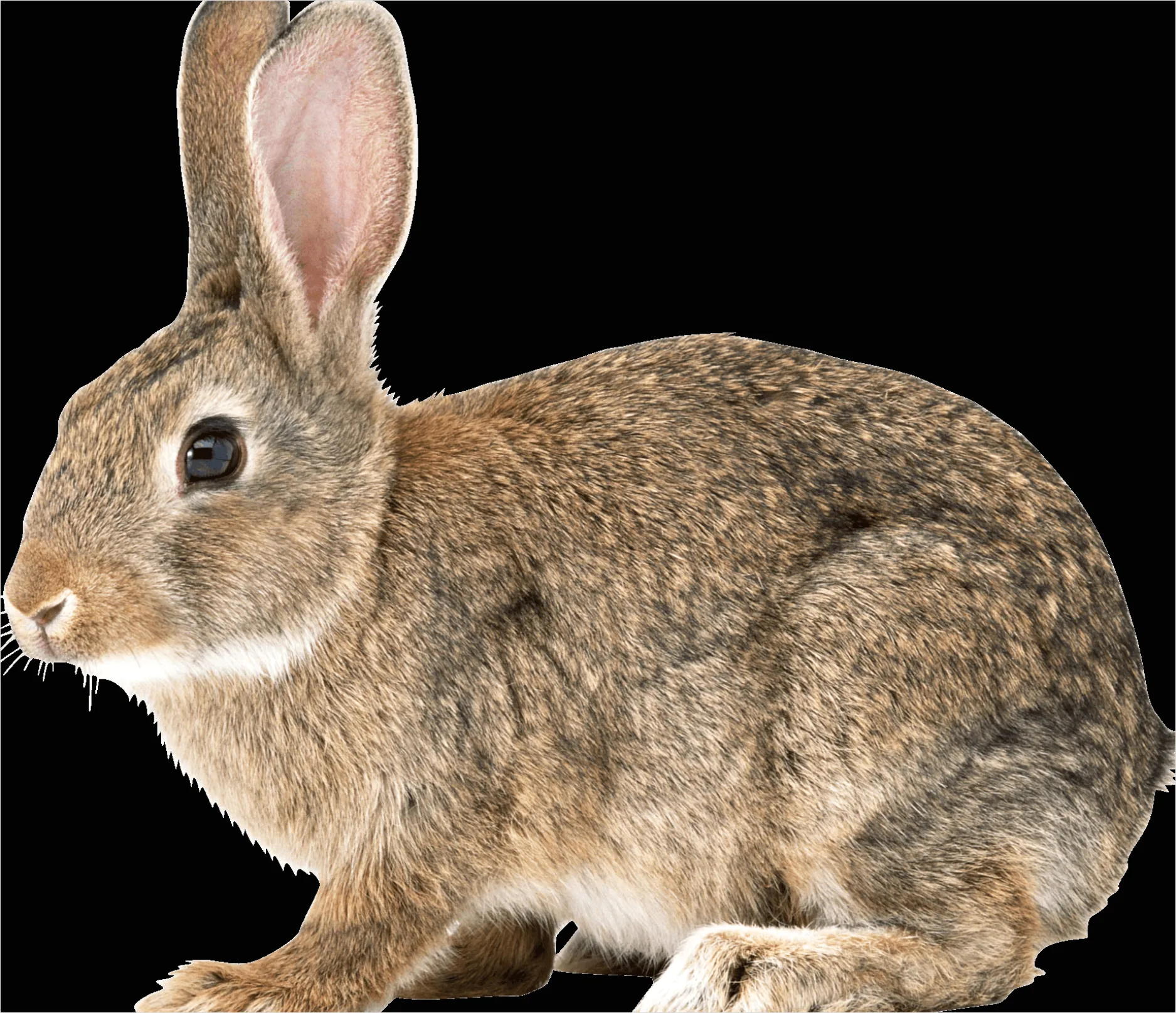 Rabbit Transparent Png Clipart C46e