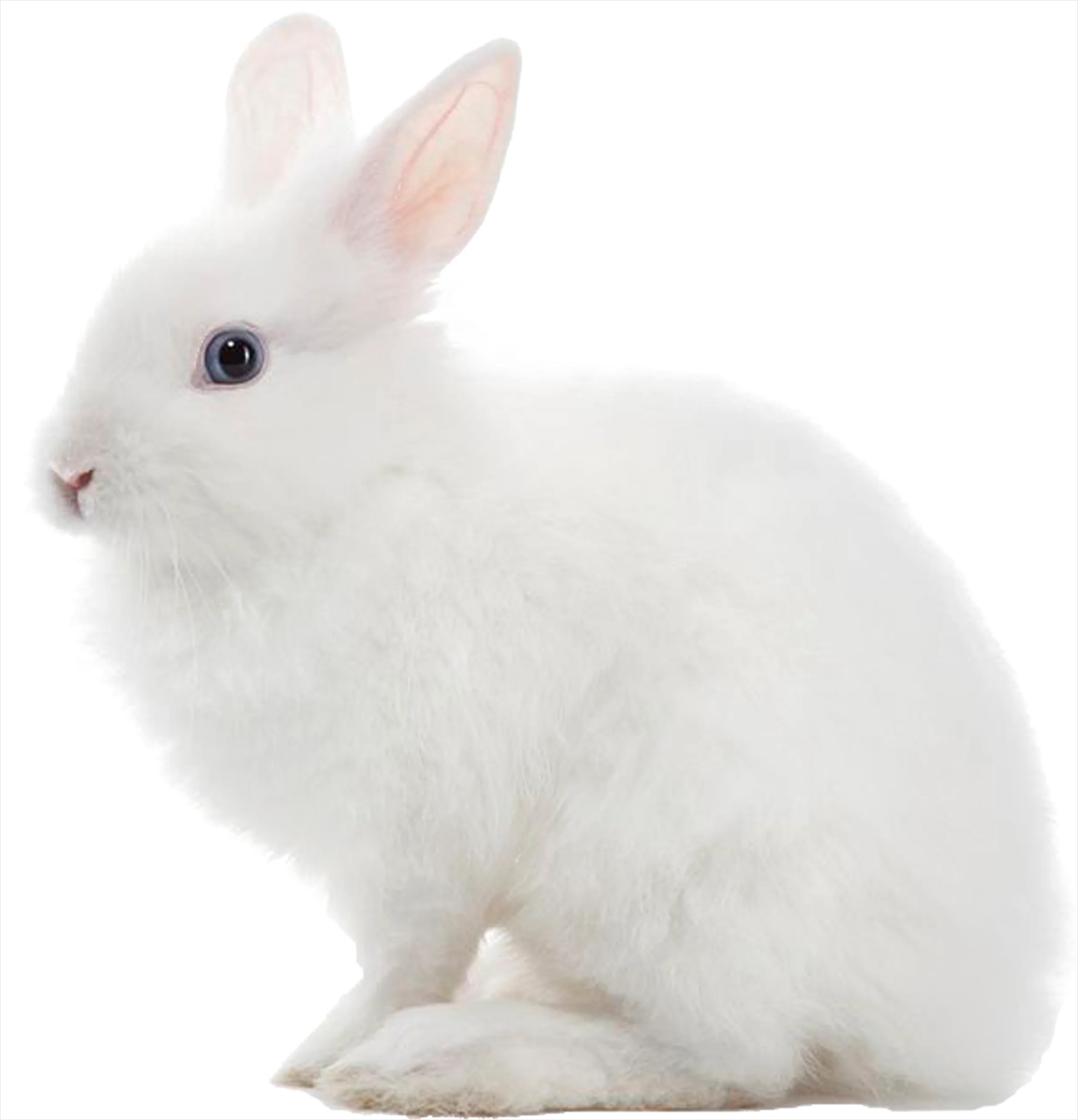 Detail Rabbit Transparent Png Clipart Number 12