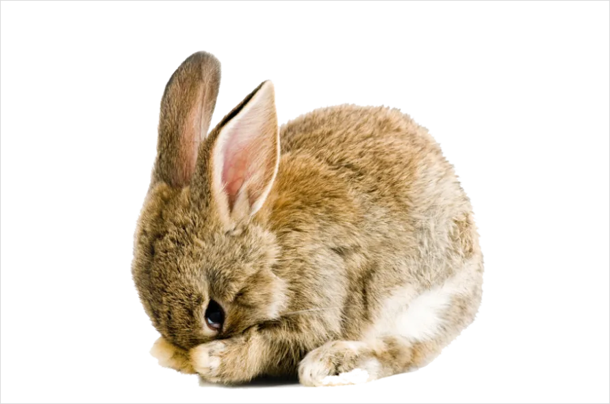 Detail Rabbit Transparent Png Clipart Number 13