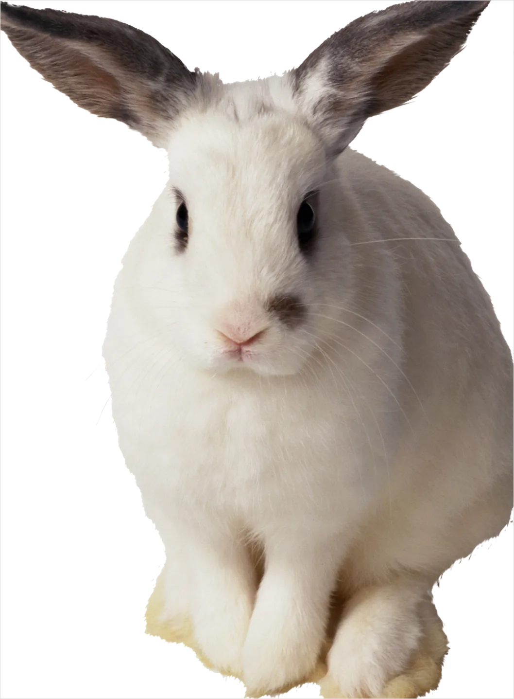Detail Rabbit Transparent Png Clipart Number 15