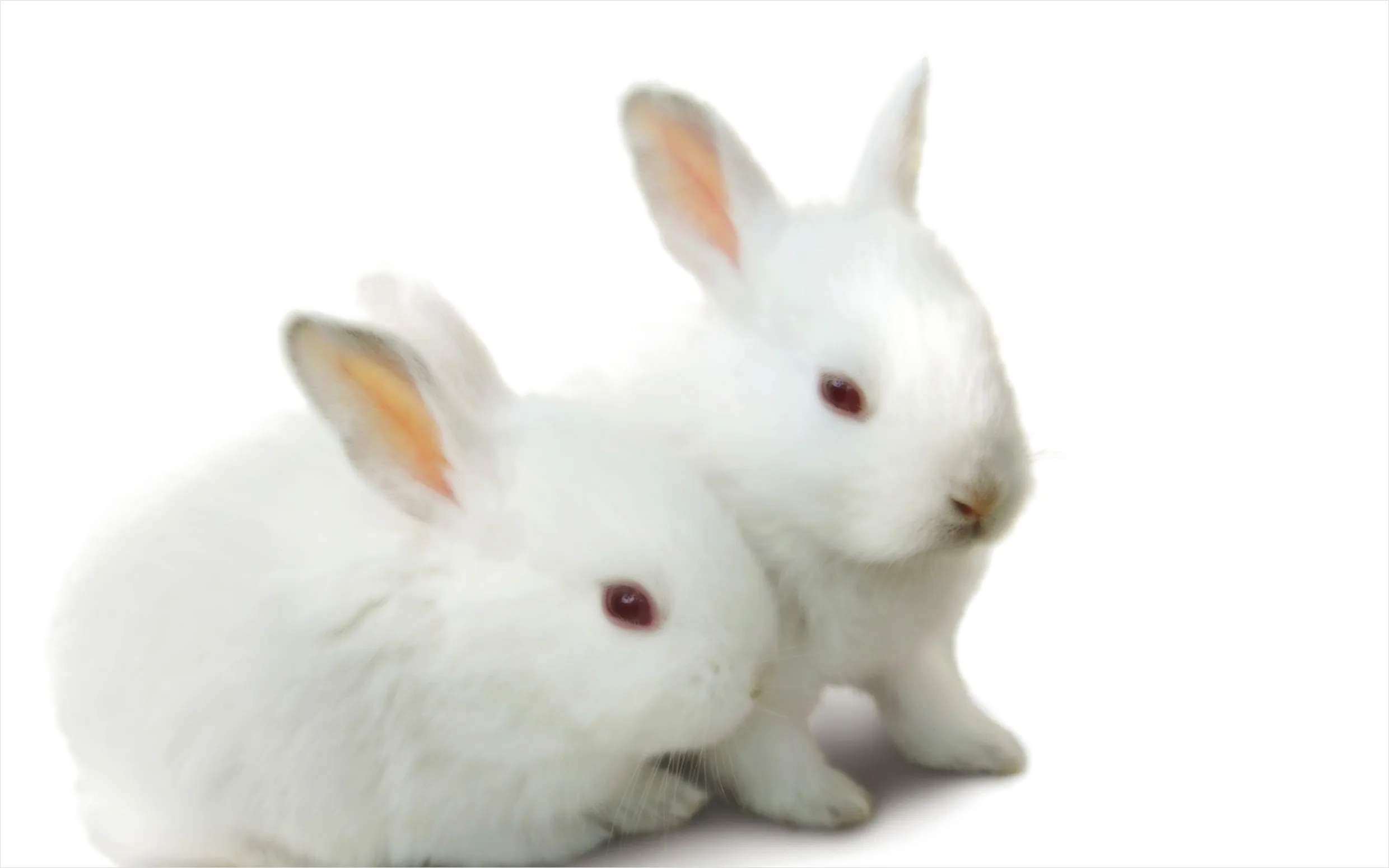 Detail Rabbit Transparent Png Clipart Number 16