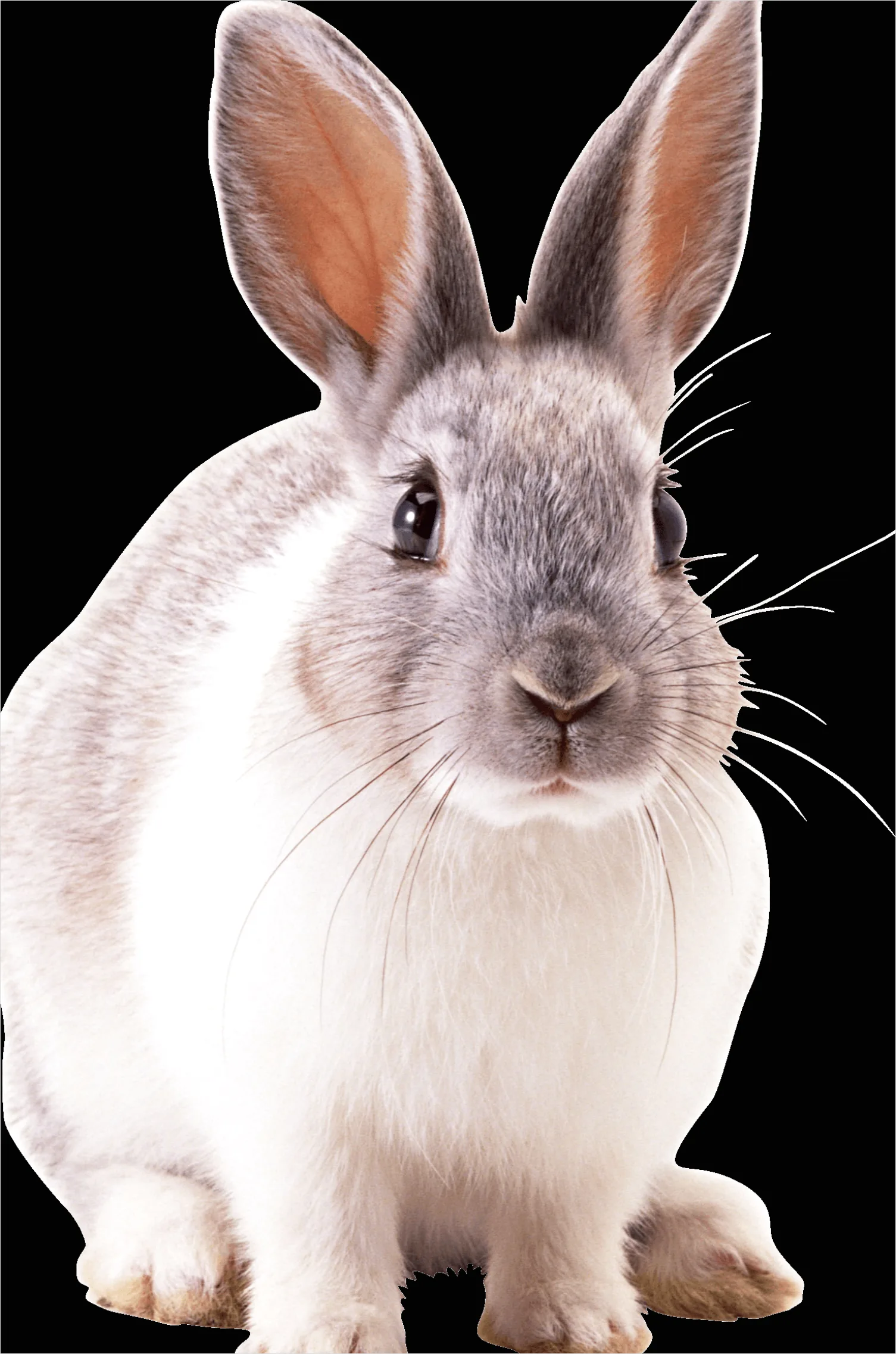 Detail Rabbit Transparent Png Clipart Number 4