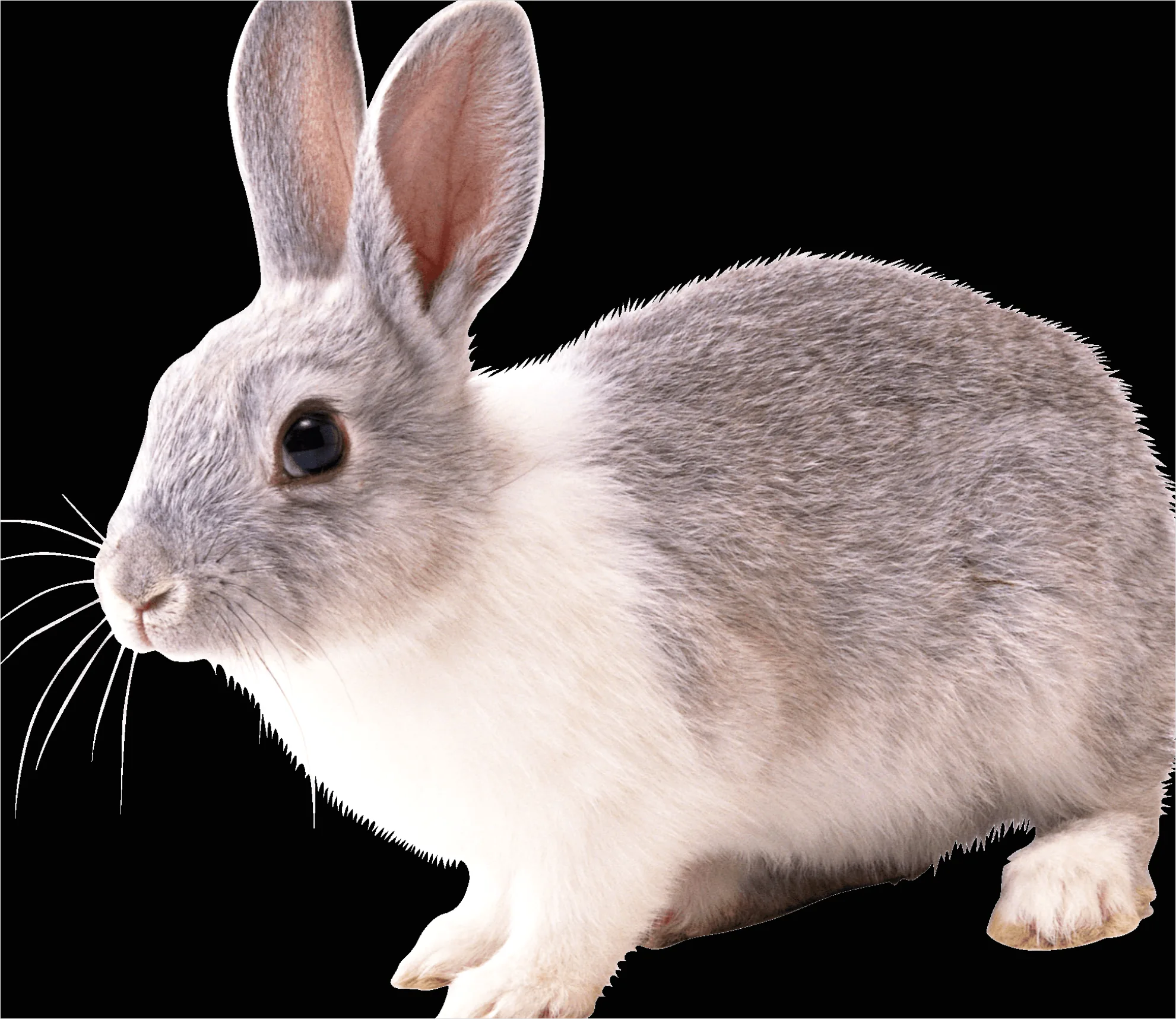 Detail Rabbit Transparent Png Clipart Number 7