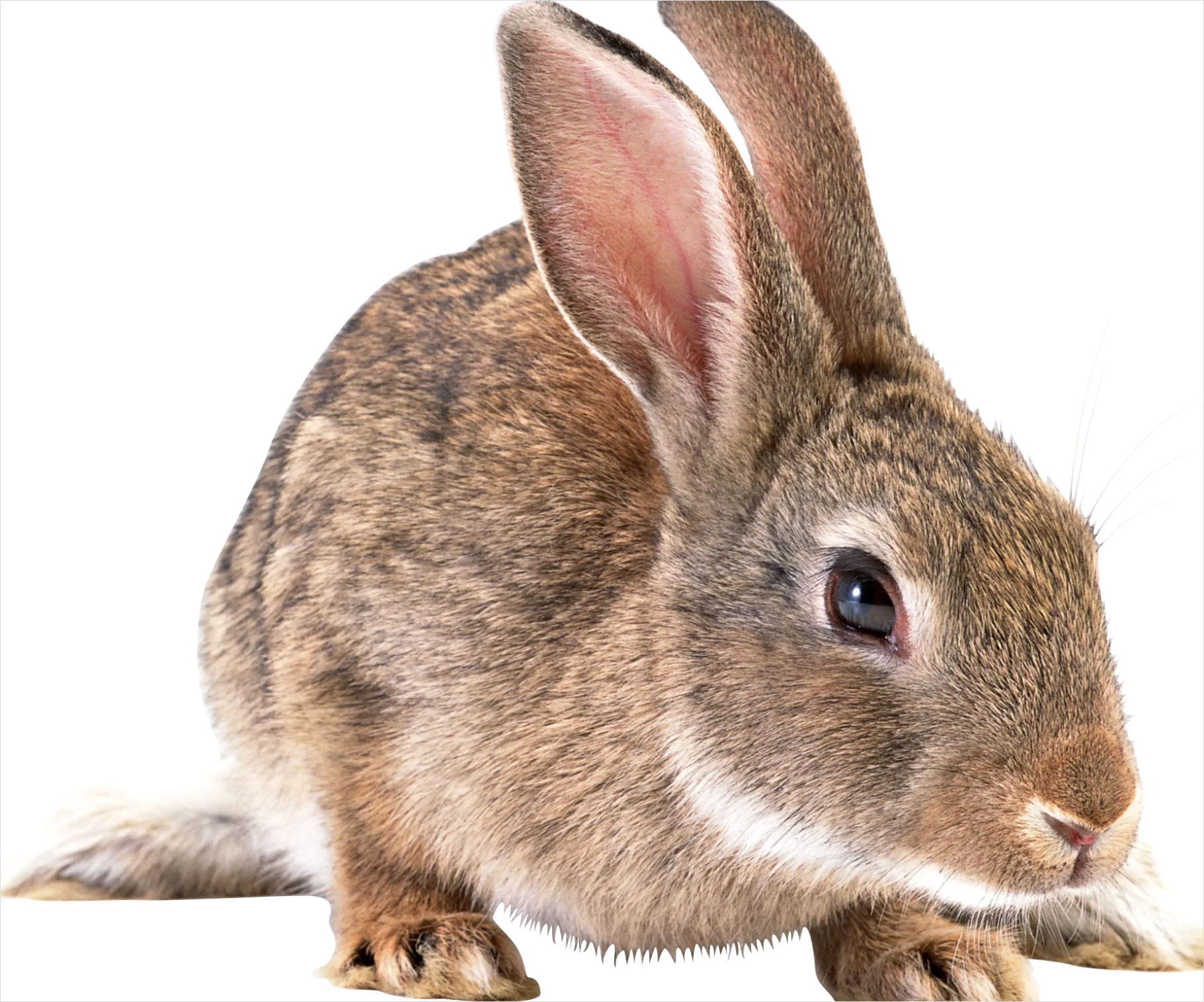 Detail Rabbit Transparent Png Clipart Number 8