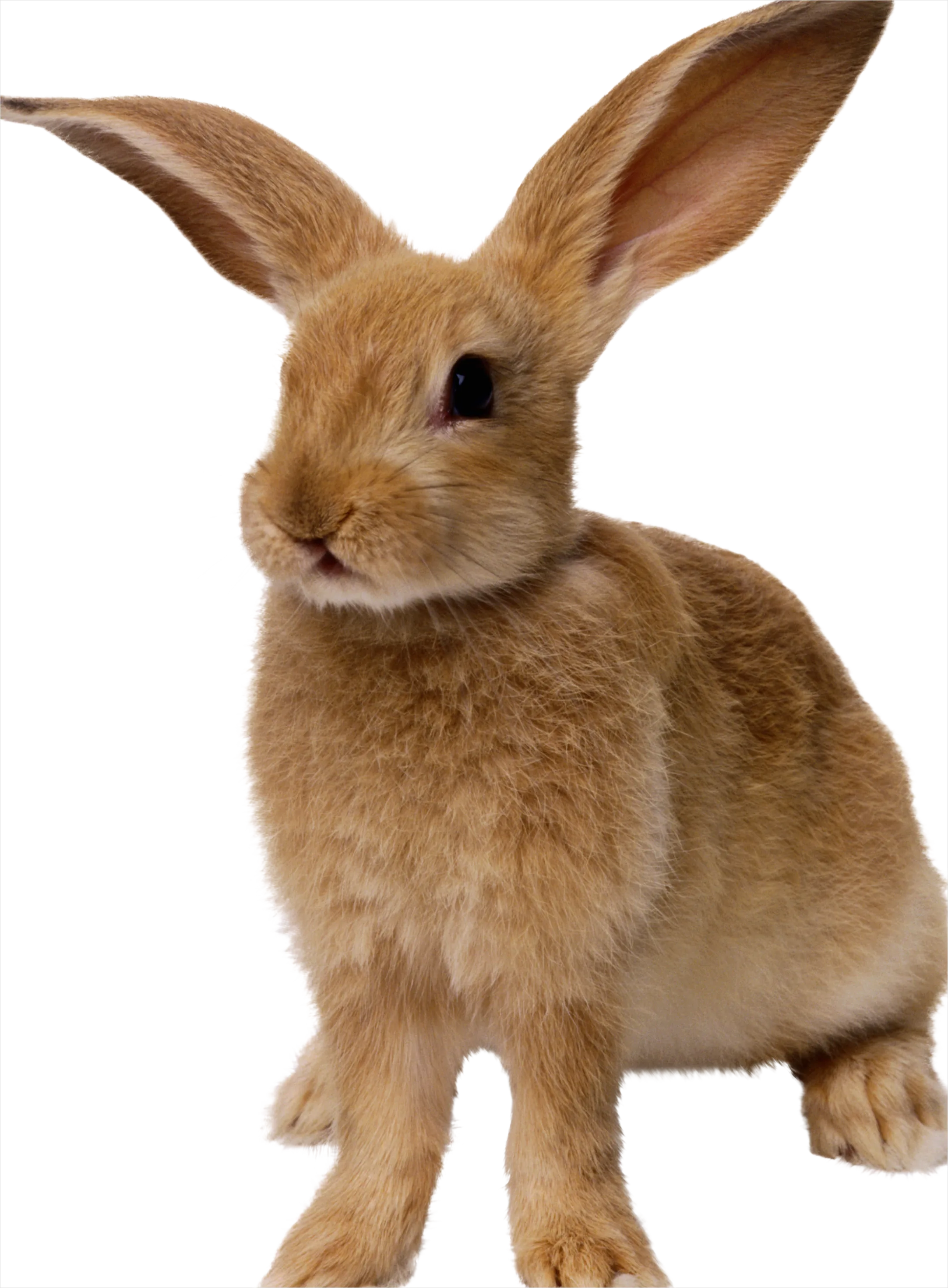 Detail Rabbit Transparent Png Clipart Number 9