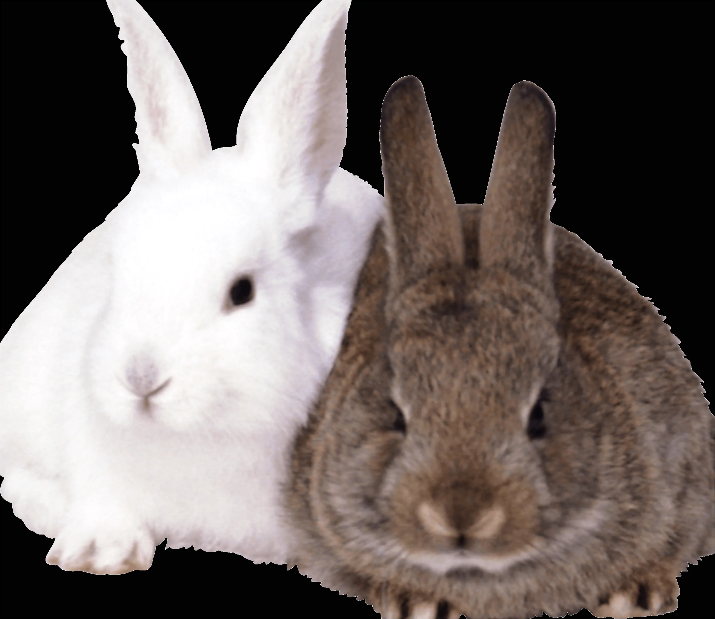 Detail Rabbit Transparent Png Clipart Number 10