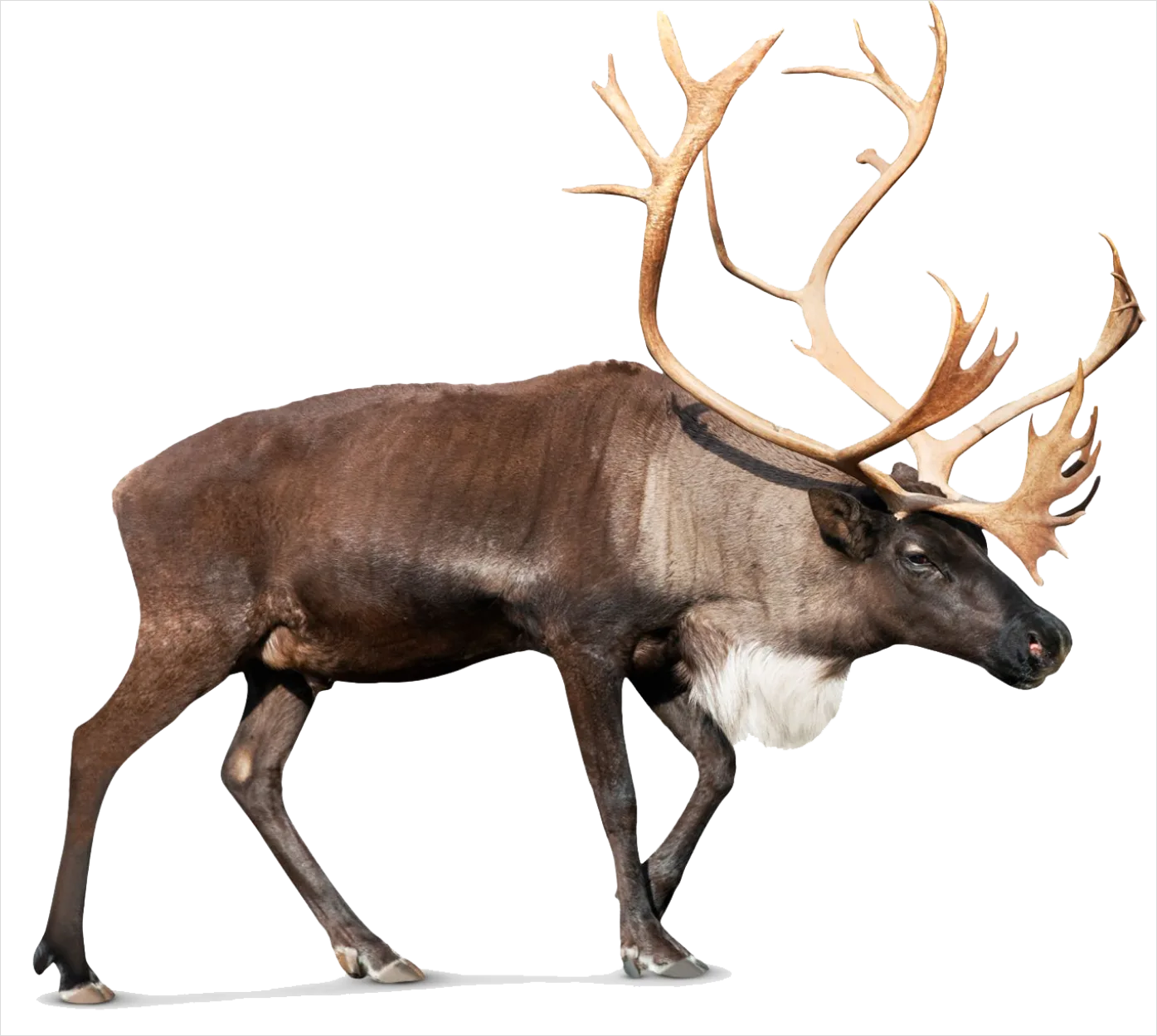 Detail Reindeer Transparent Png Number 5
