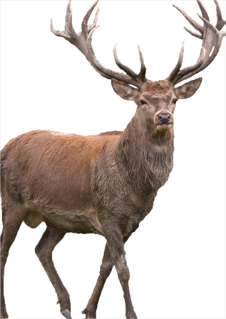 Detail Reindeer Transparent Png Number 7