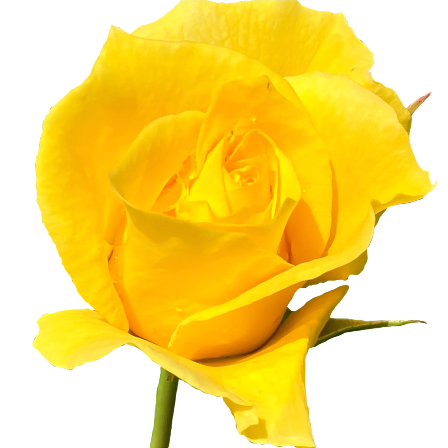 Detail Rose Flower Transparent Png Number 11