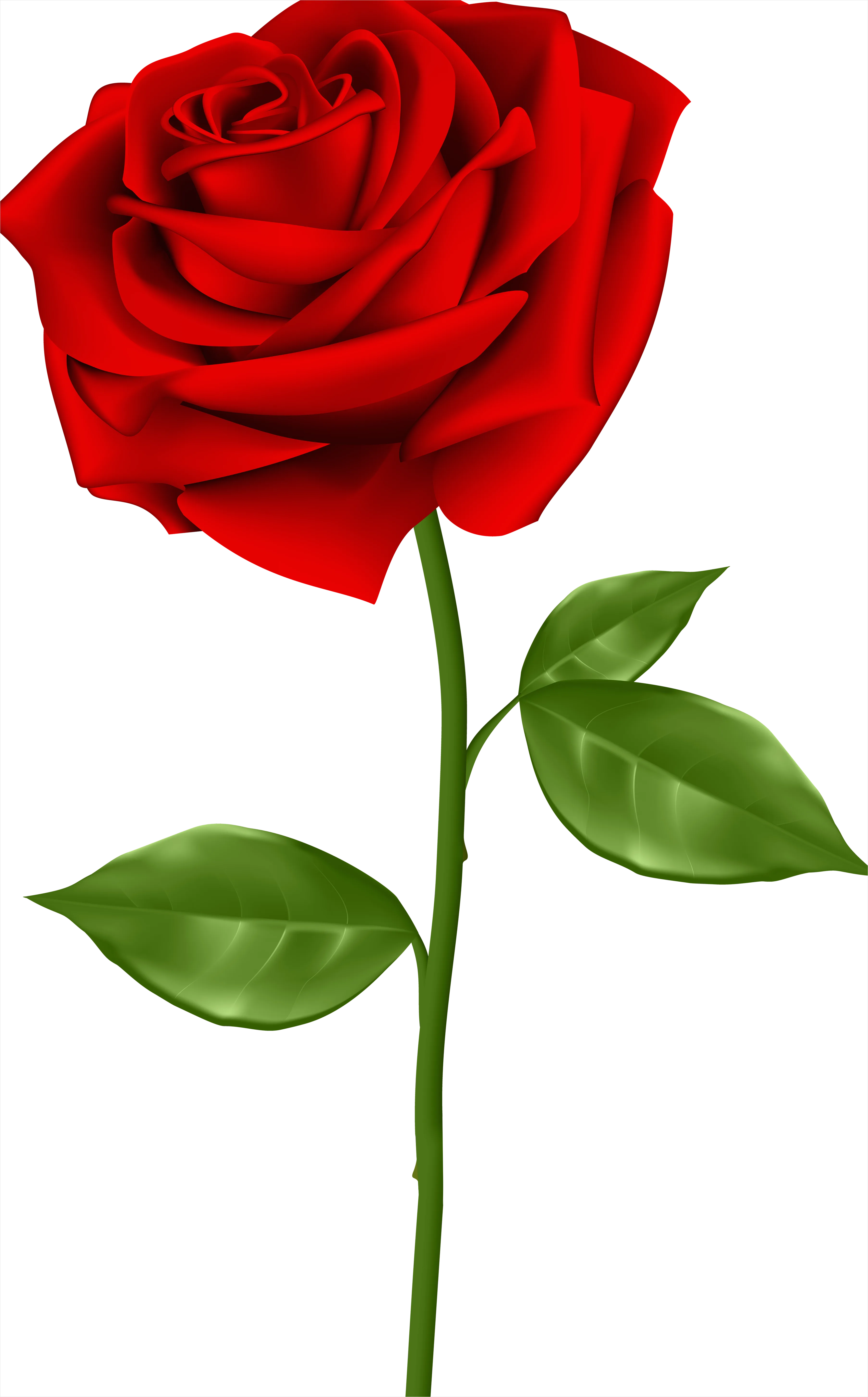 Detail Rose Flower Transparent Png Number 19