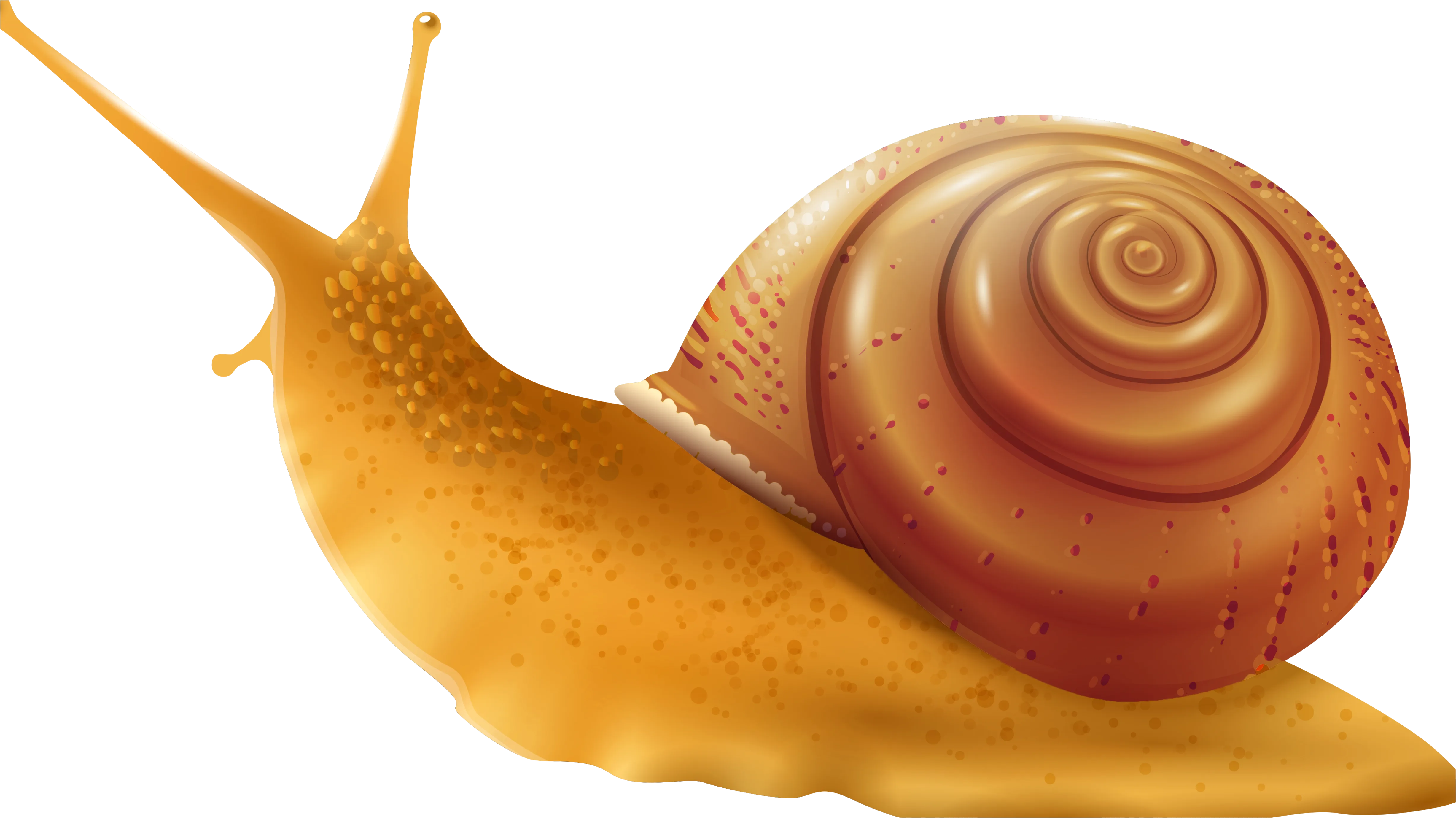 Detail Snail Transparent Png Clipart Number 2