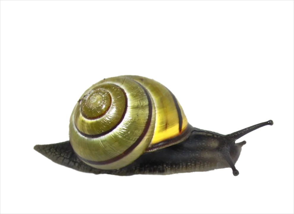 Detail Snail Transparent Png Clipart Number 13