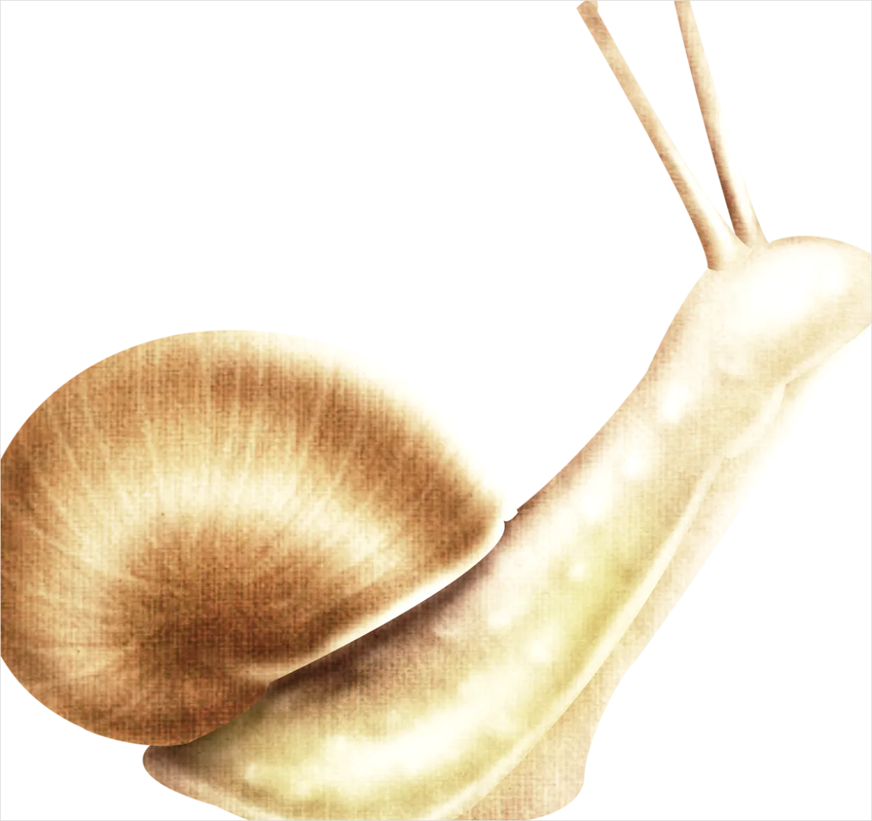 Detail Snail Transparent Png Clipart Number 17