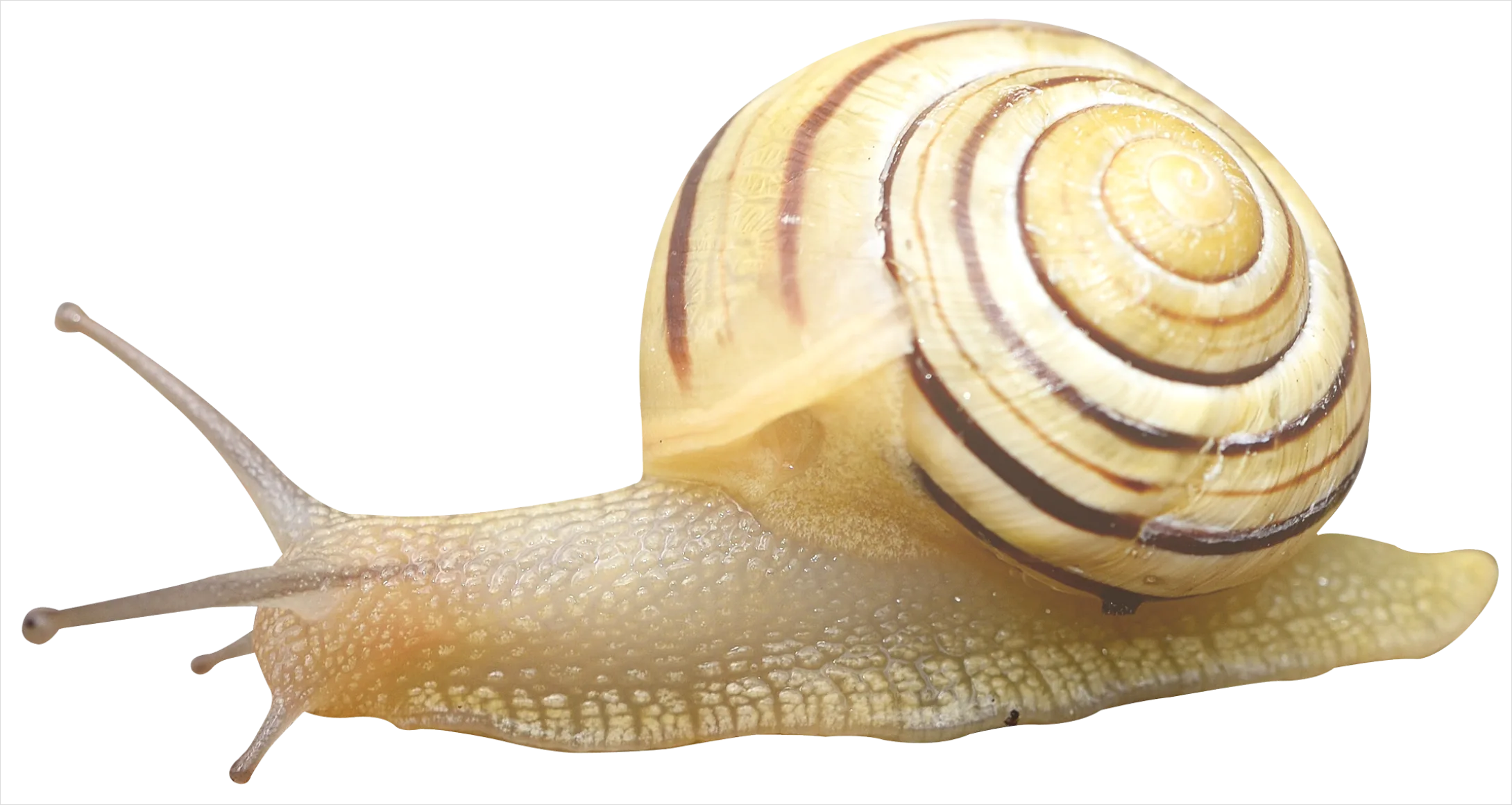 Detail Snail Transparent Png Clipart Number 18