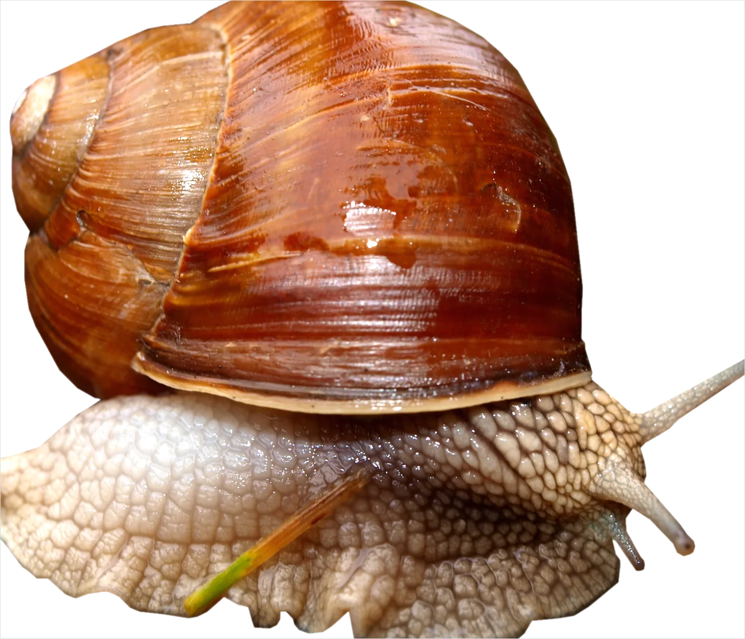 Detail Snail Transparent Png Clipart Number 19