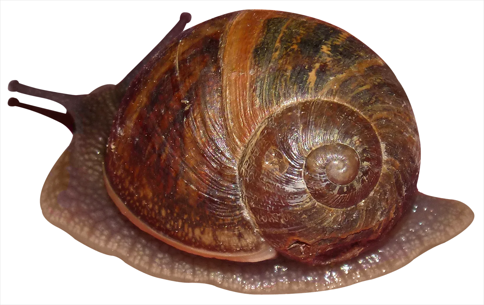 Detail Snail Transparent Png Clipart Number 20