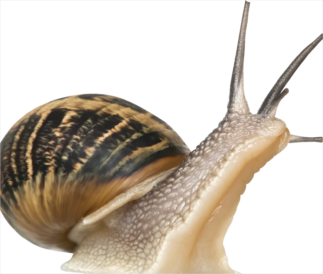 Detail Snail Transparent Png Clipart Number 5