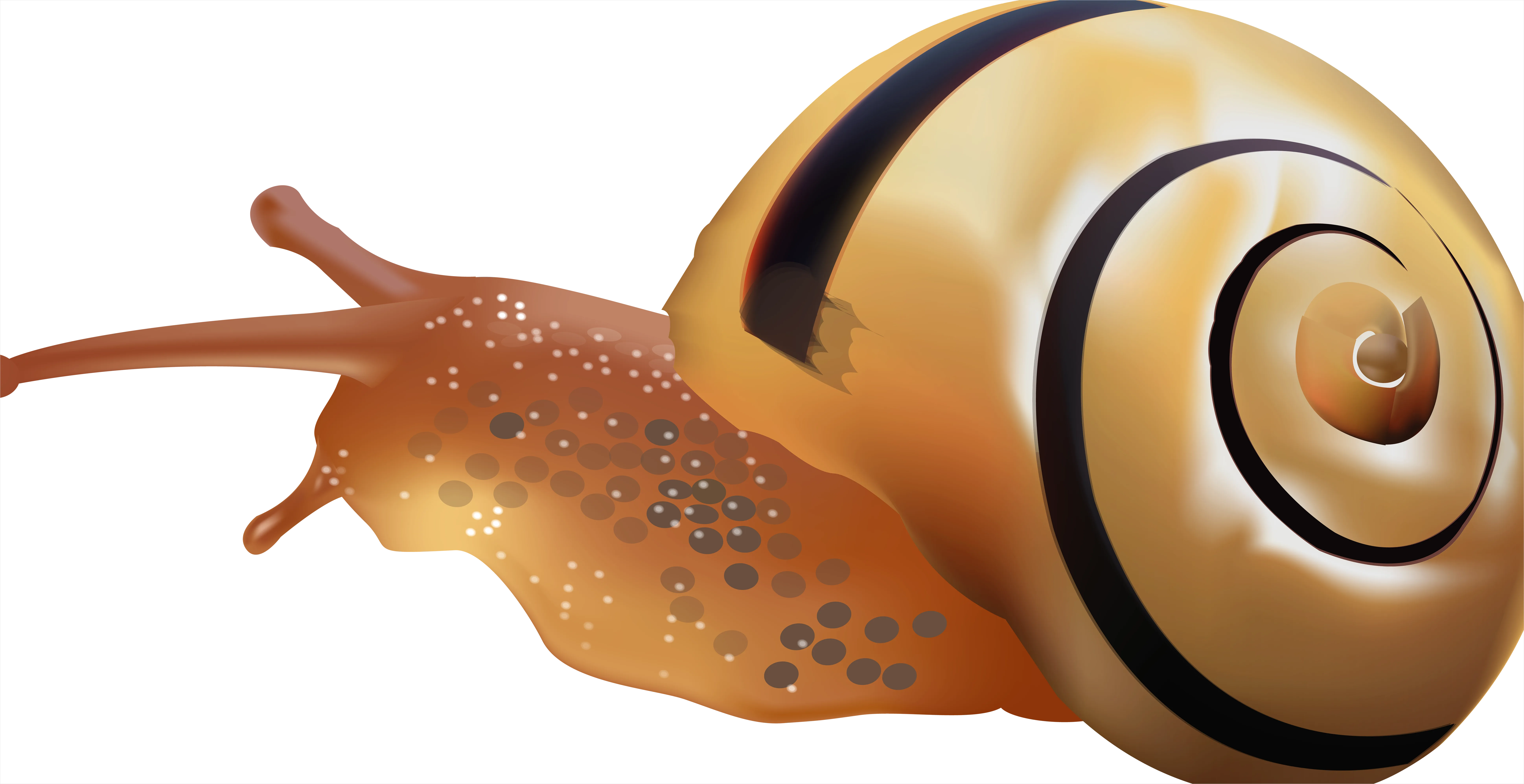 Detail Snail Transparent Png Clipart Number 6