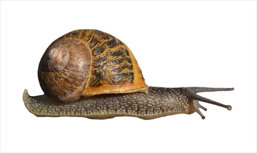 Detail Snail Transparent Png Clipart Number 7