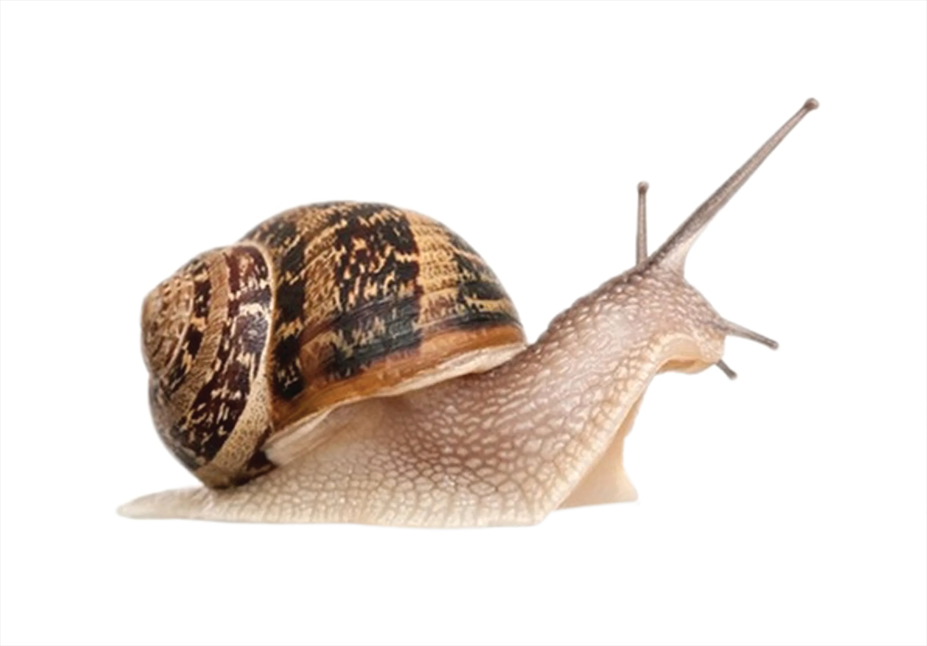 Detail Snail Transparent Png Clipart Number 9