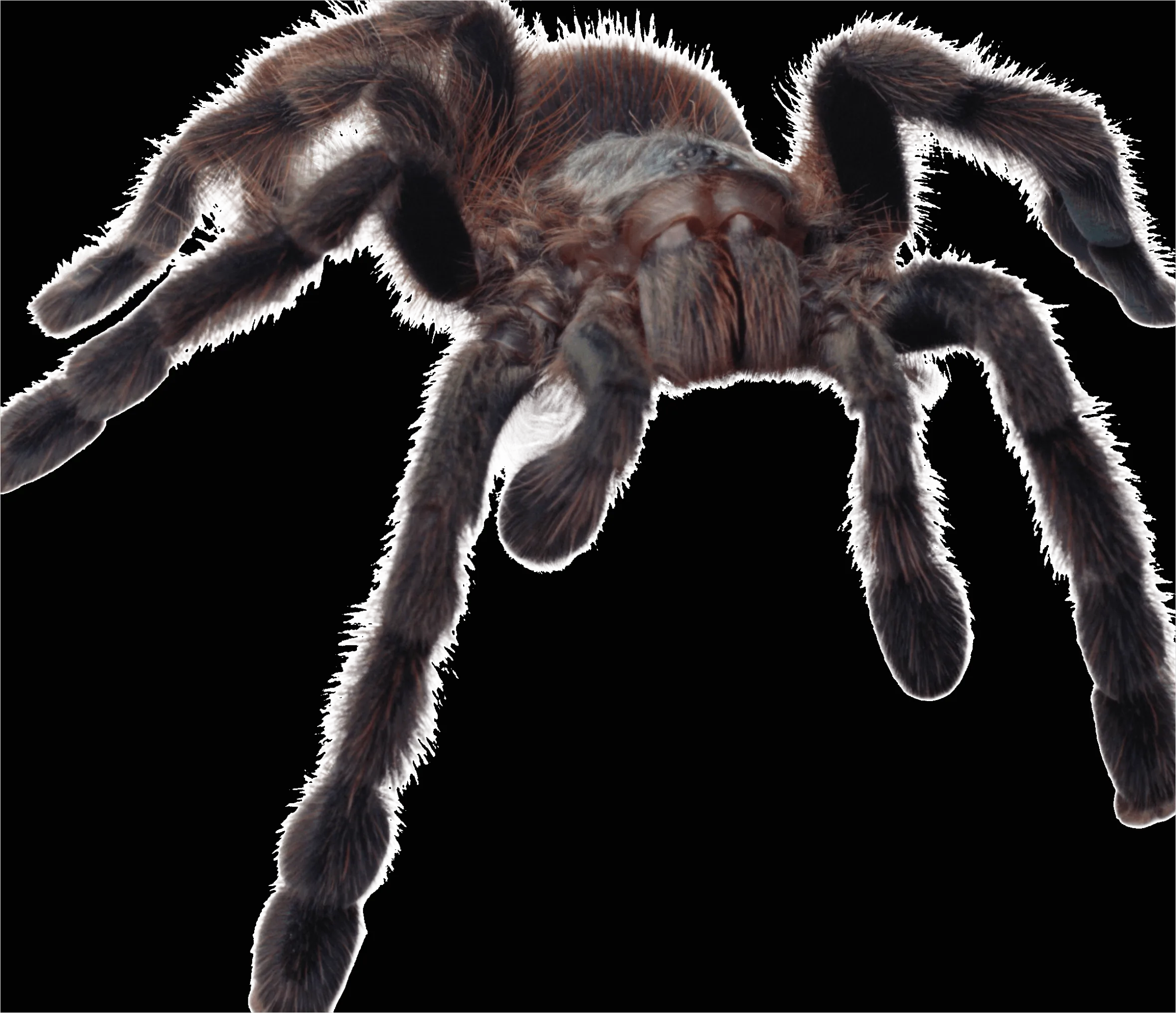 Detail Spider Transparent Png Clipart Number 13