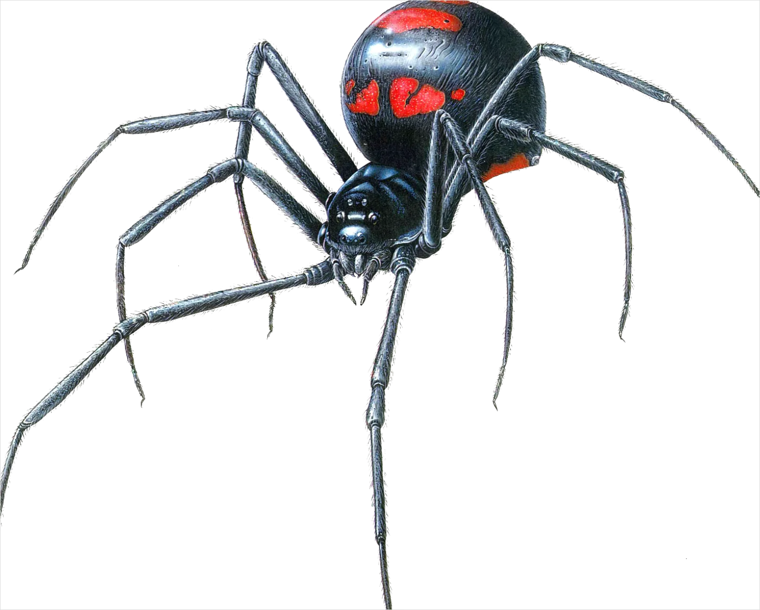 Detail Spider Transparent Png Clipart Number 15