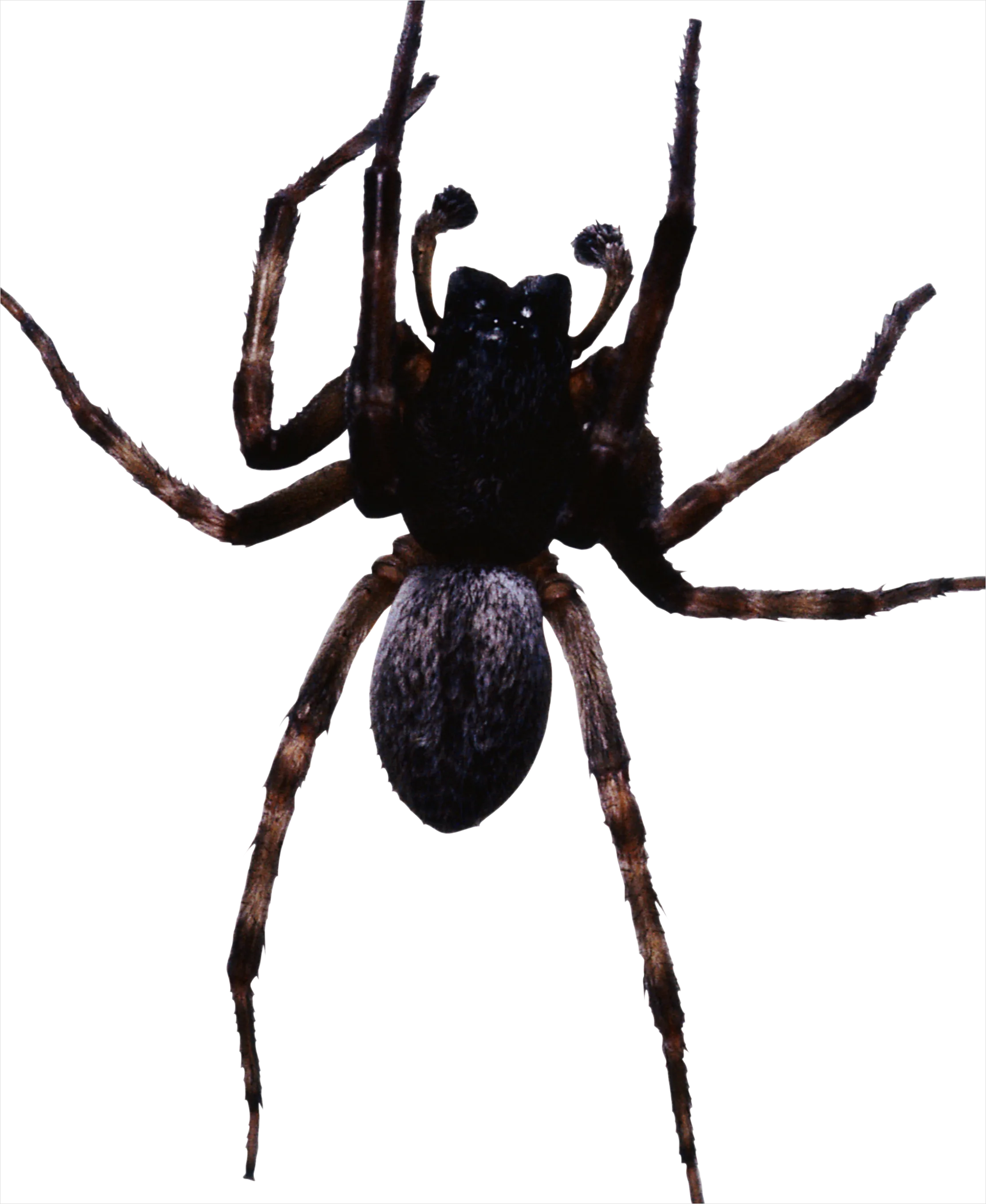 Detail Spider Transparent Png Clipart Number 16