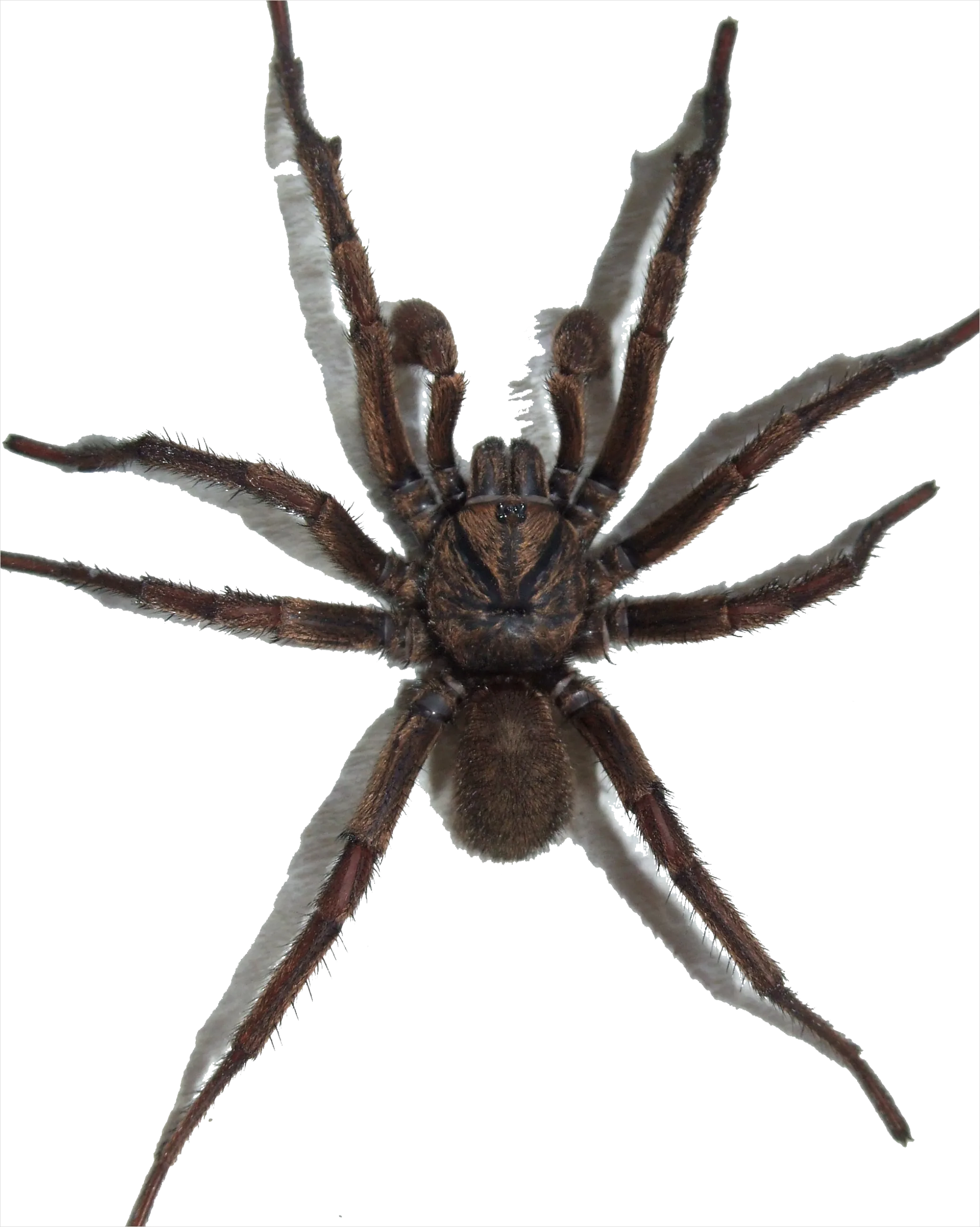 Detail Spider Transparent Png Clipart Number 17