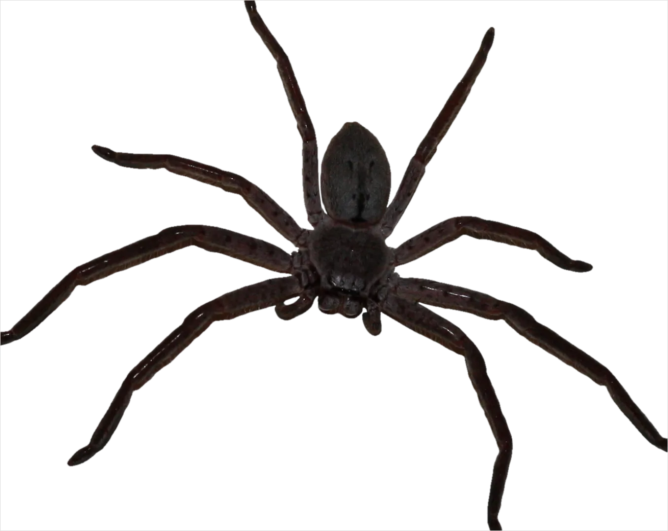 Detail Spider Transparent Png Clipart Number 3