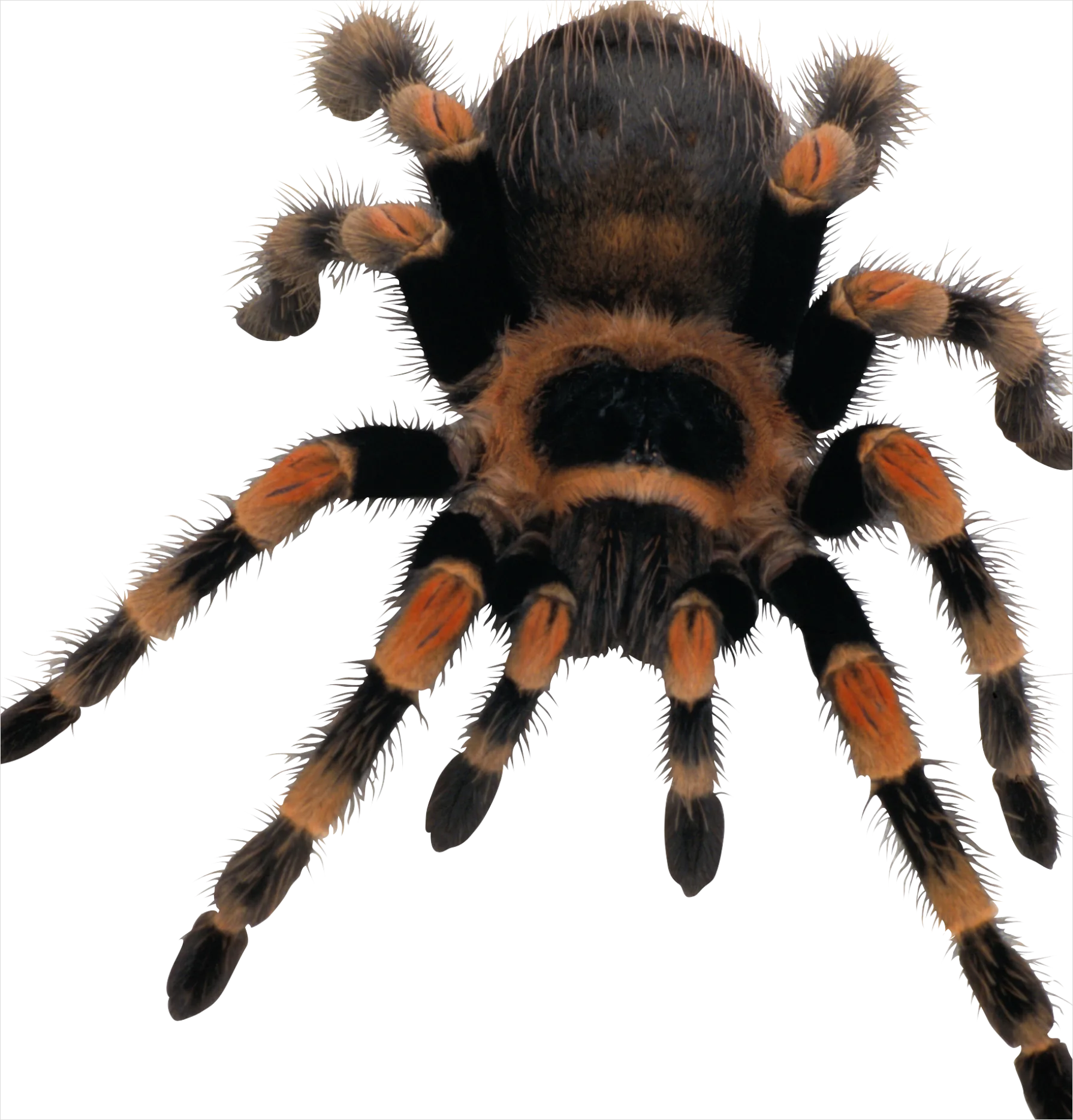 Detail Spider Transparent Png Clipart Number 7