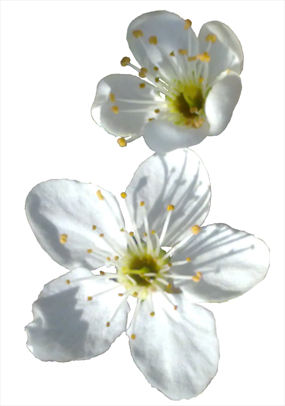 Detail Spring Flowers Transparent Png Number 14