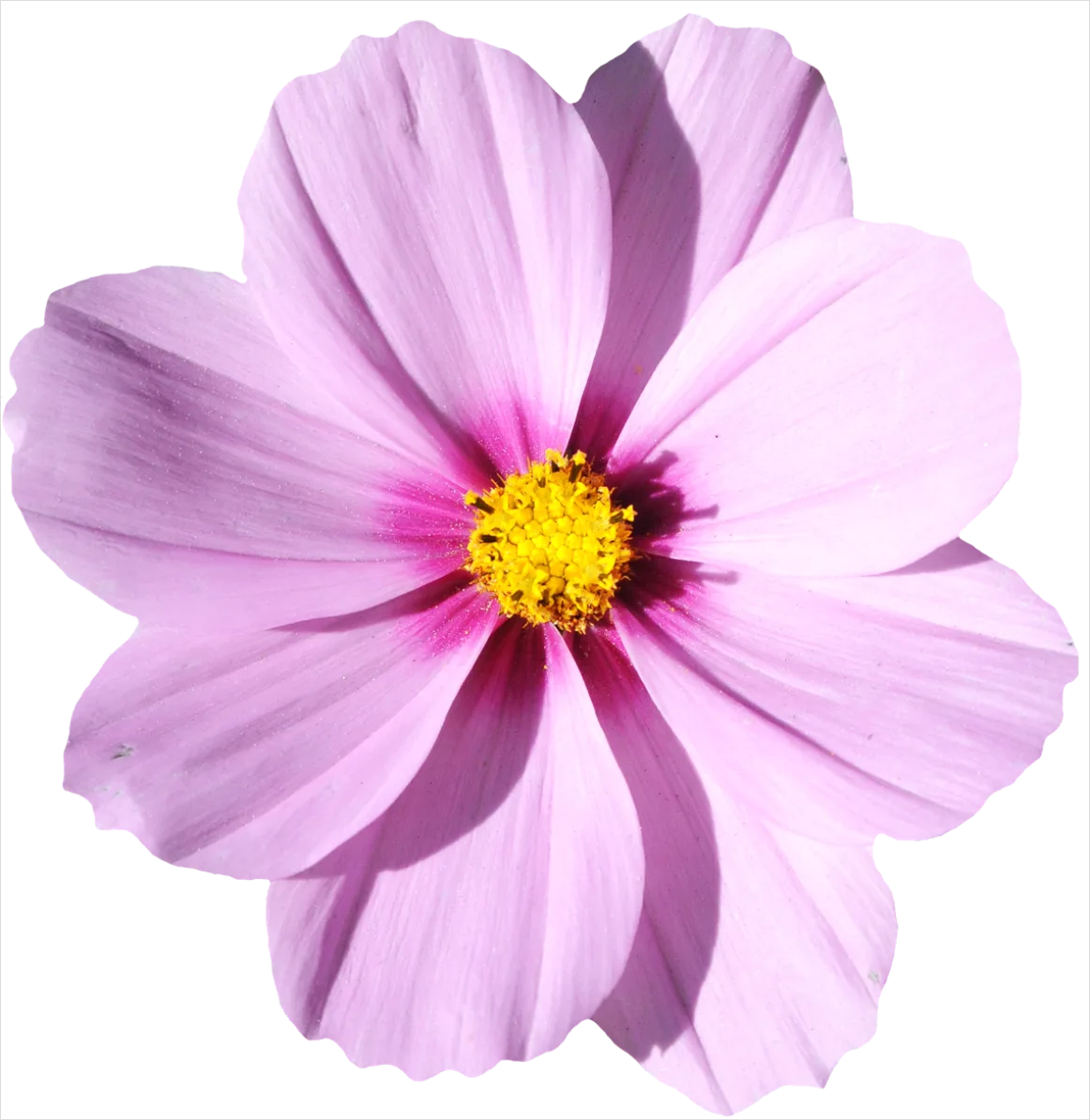 Detail Spring Flowers Transparent Png Number 19
