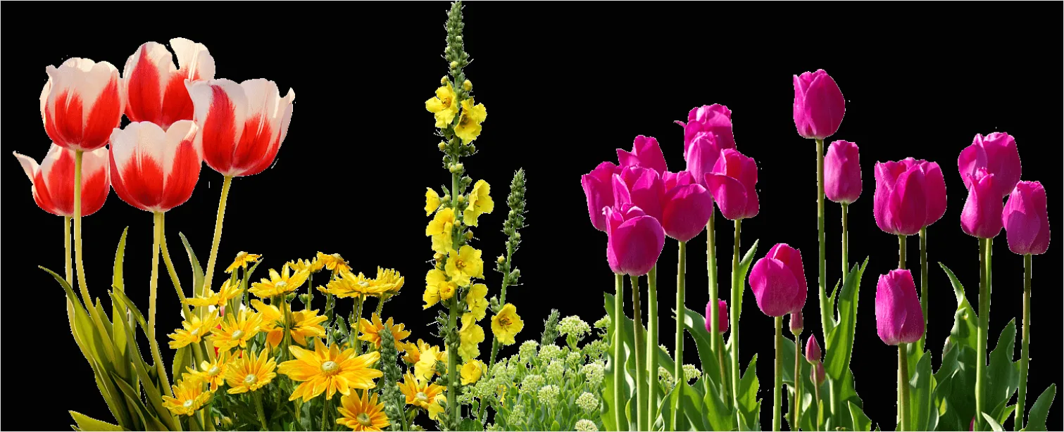 Detail Spring Flowers Transparent Png Number 5