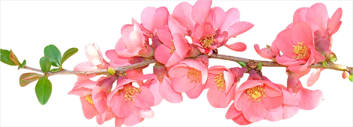 Detail Spring Flowers Transparent Png Number 7