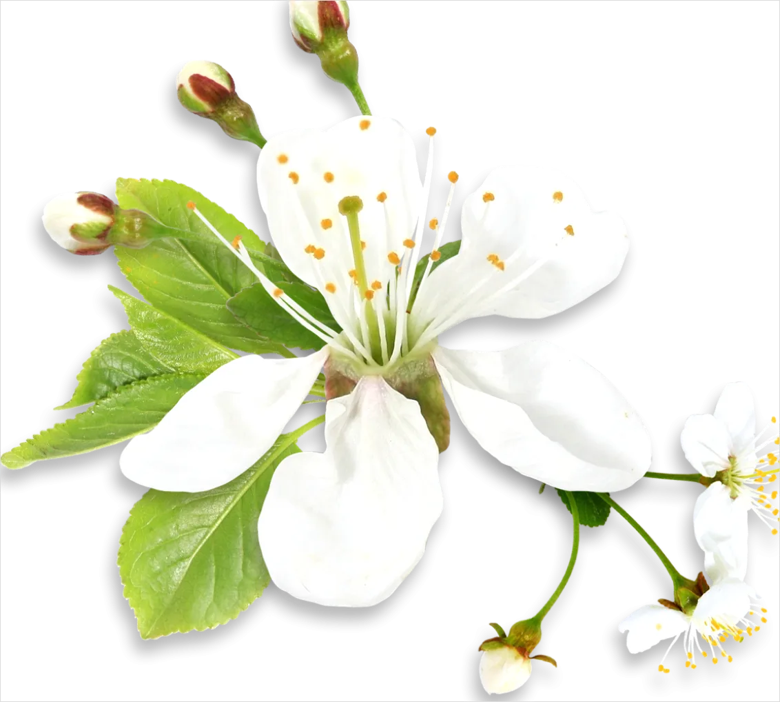 Detail Spring Flowers Transparent Png Number 8