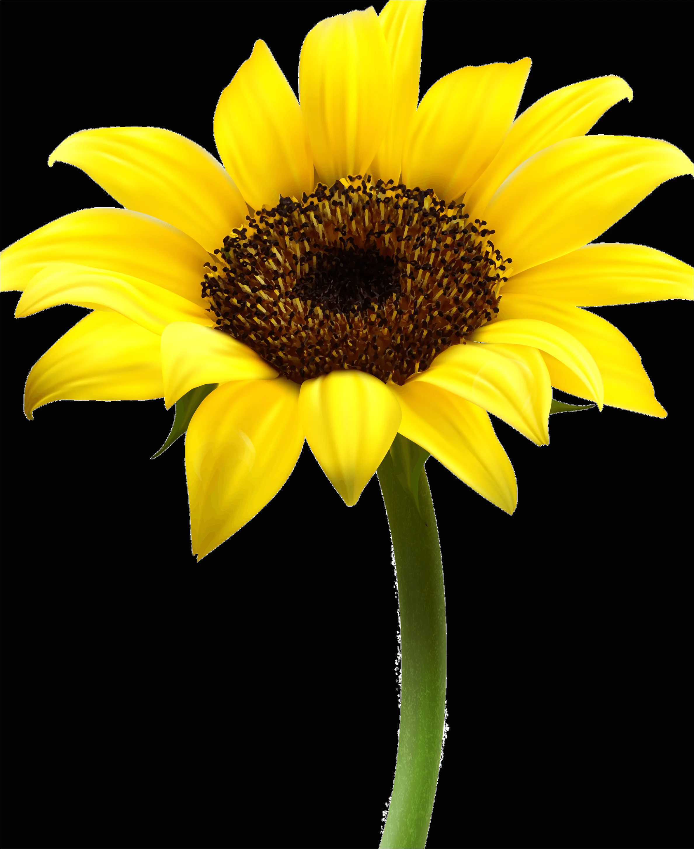 Detail Sunflower Transparent Png Number 2