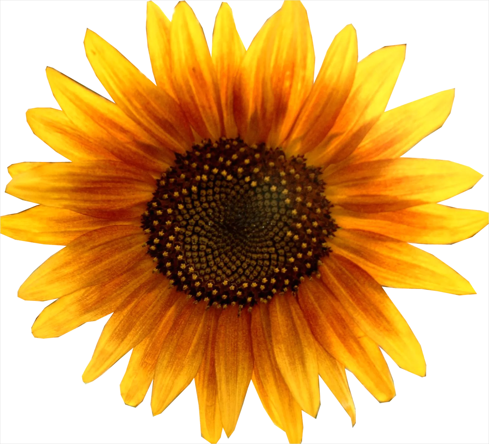 Detail Sunflower Transparent Png Number 10