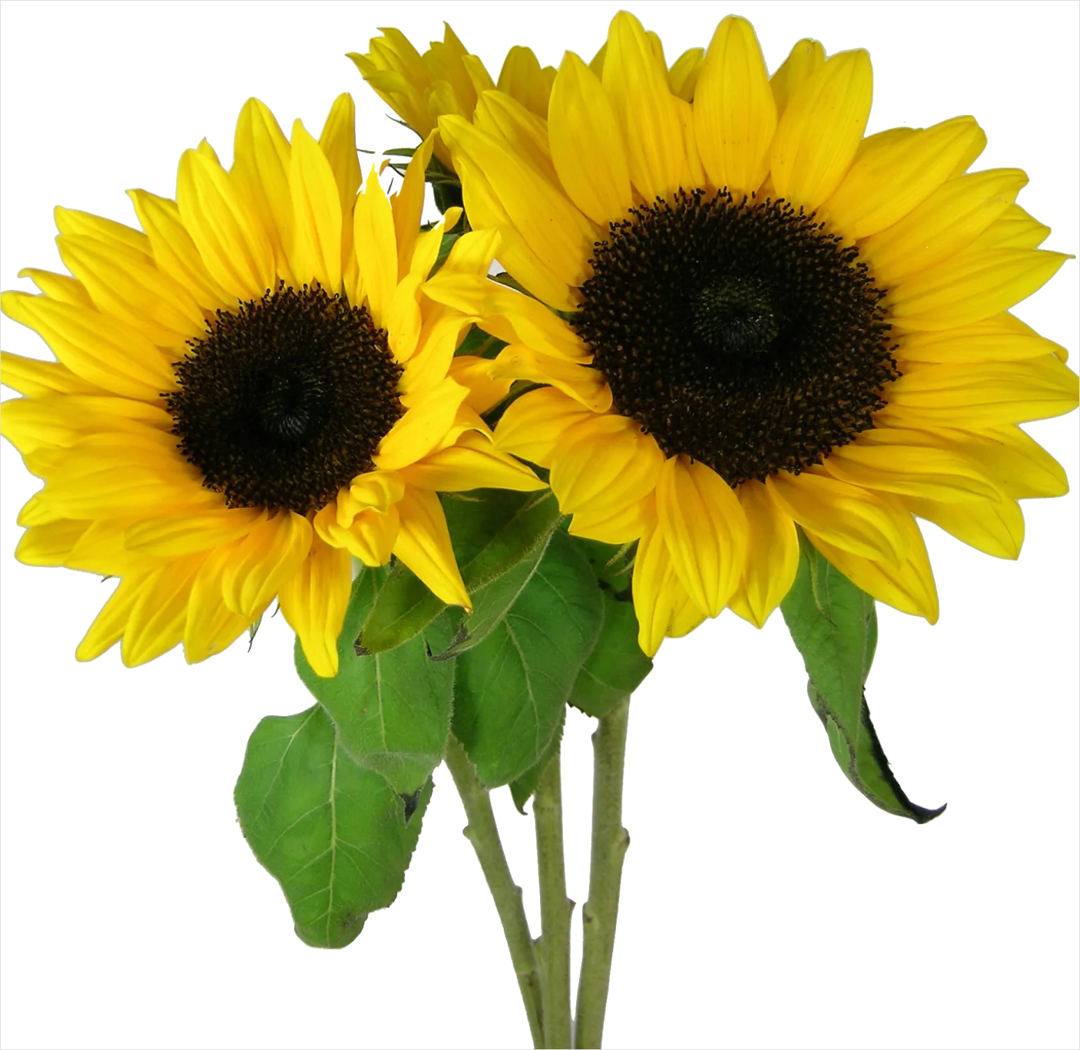 Detail Sunflower Transparent Png Number 11