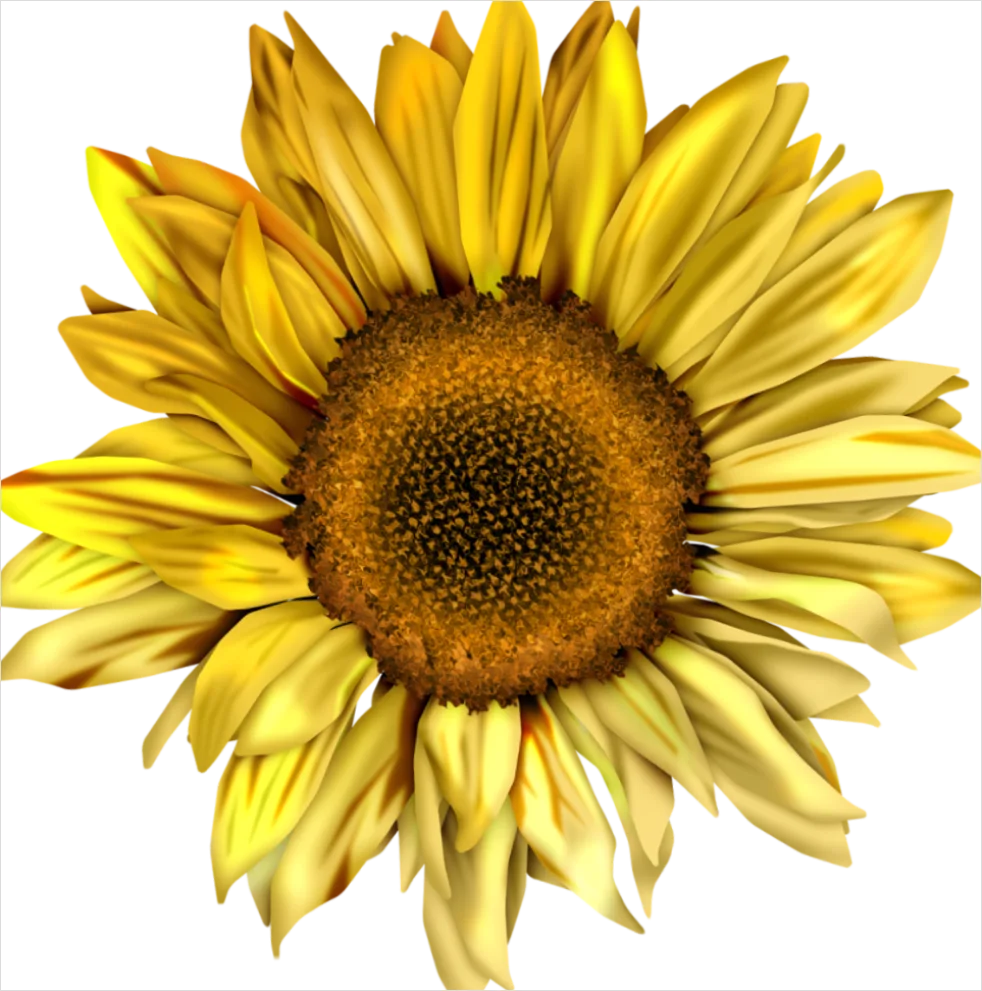 Detail Sunflower Transparent Png Number 12