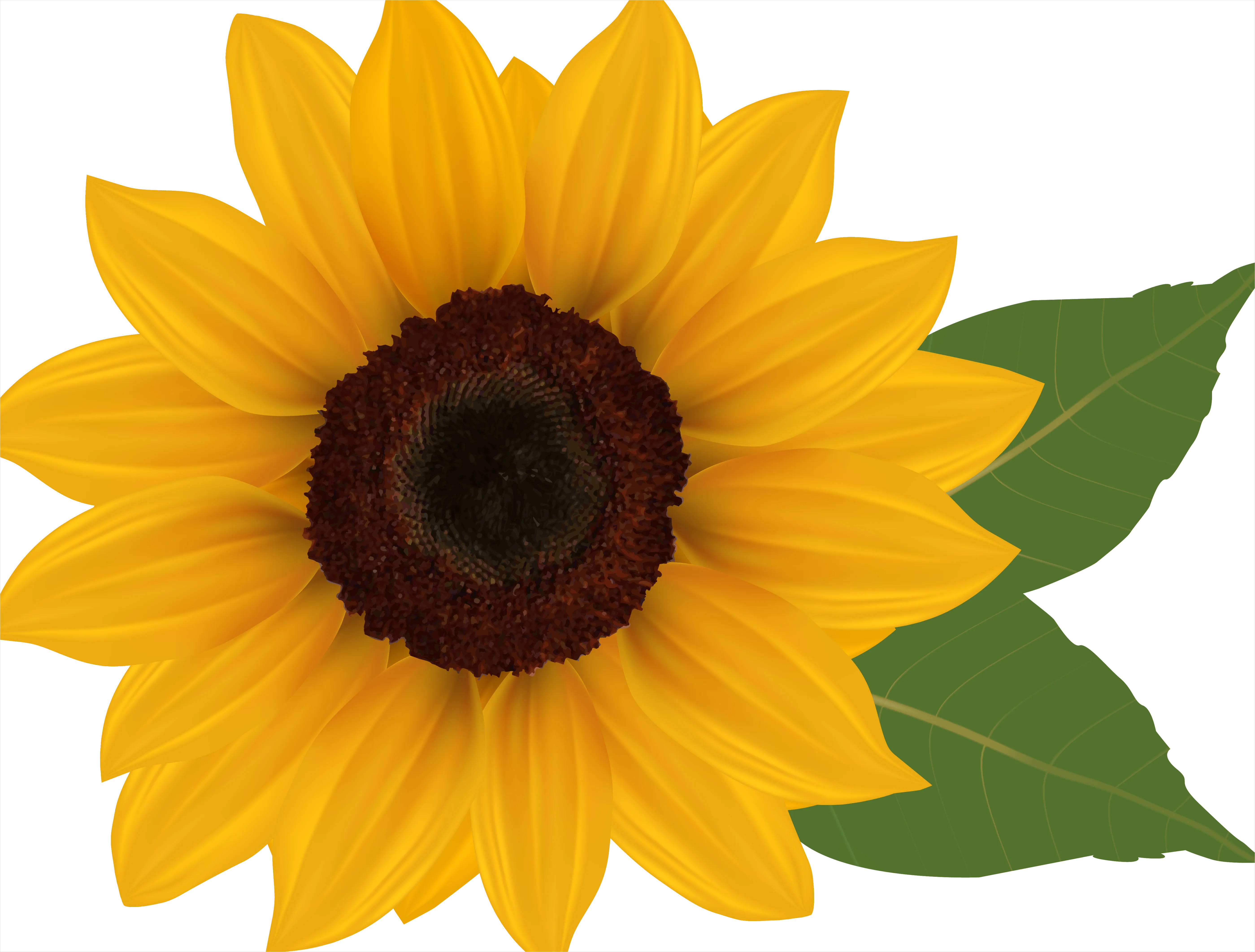 Detail Sunflower Transparent Png Number 13