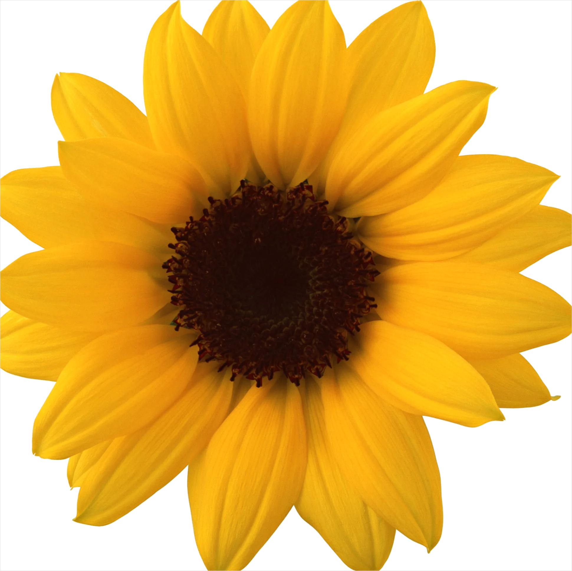 Detail Sunflower Transparent Png Number 14