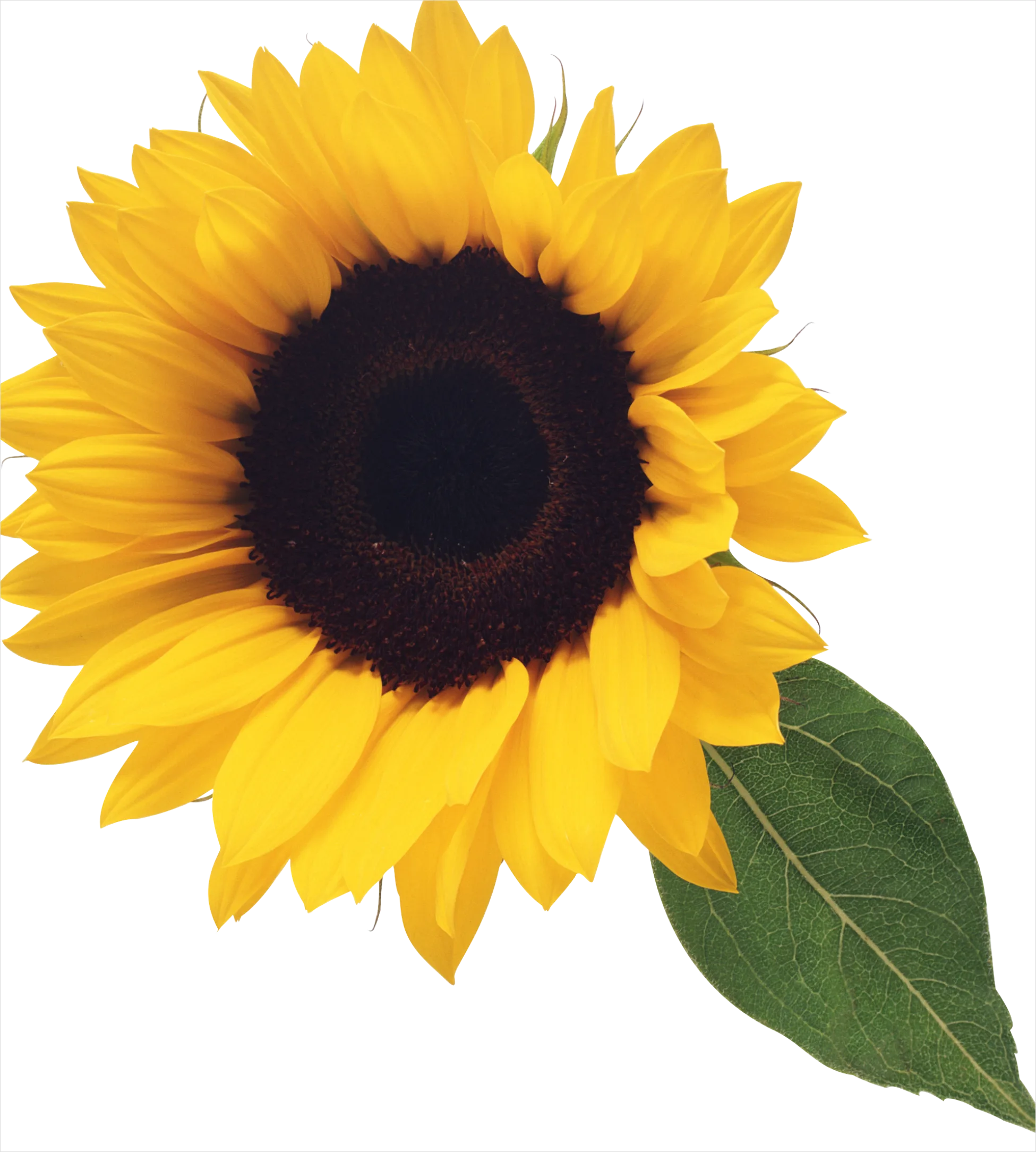 Detail Sunflower Transparent Png Number 15