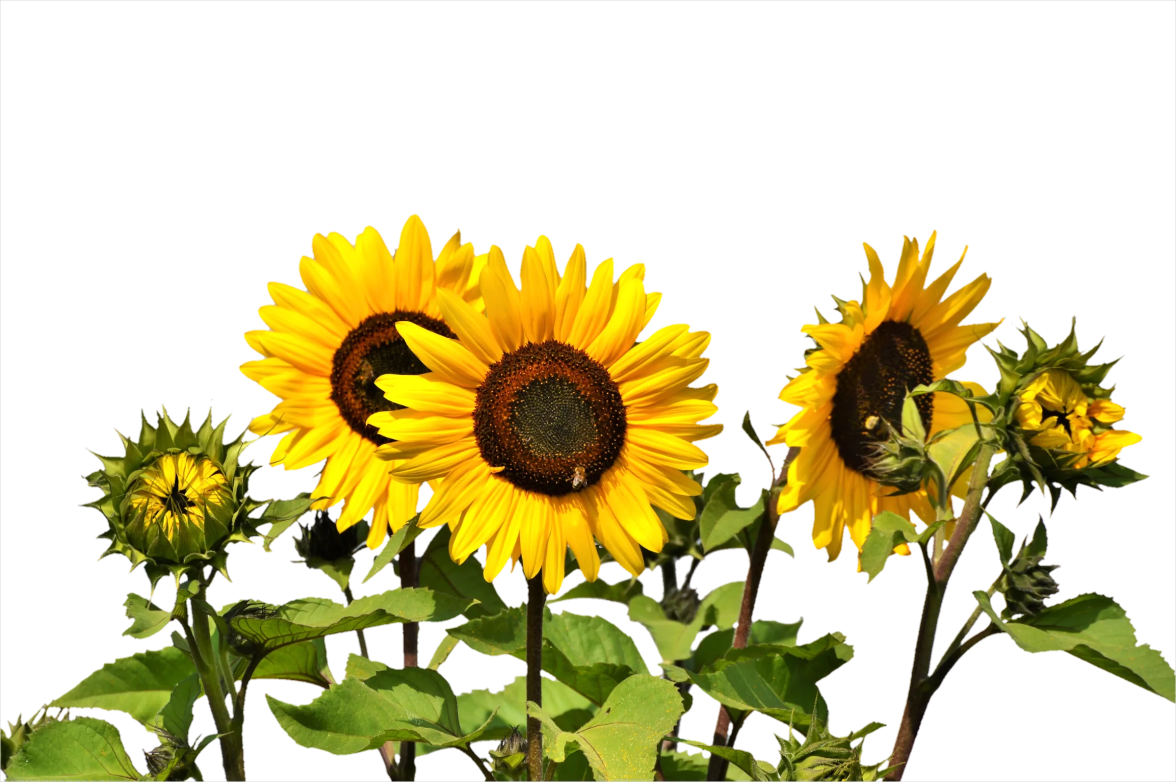 Detail Sunflower Transparent Png Number 17