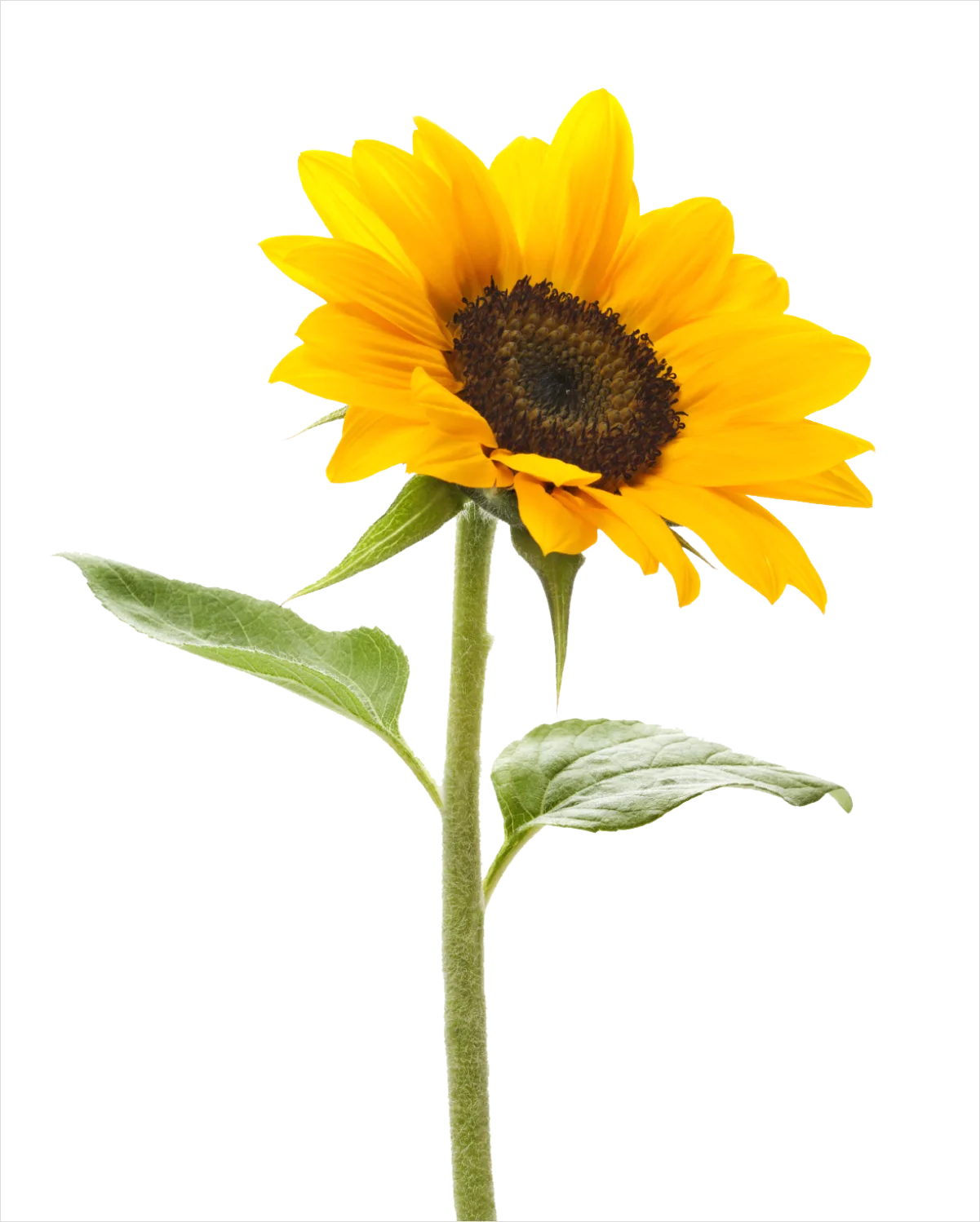 Detail Sunflower Transparent Png Number 5