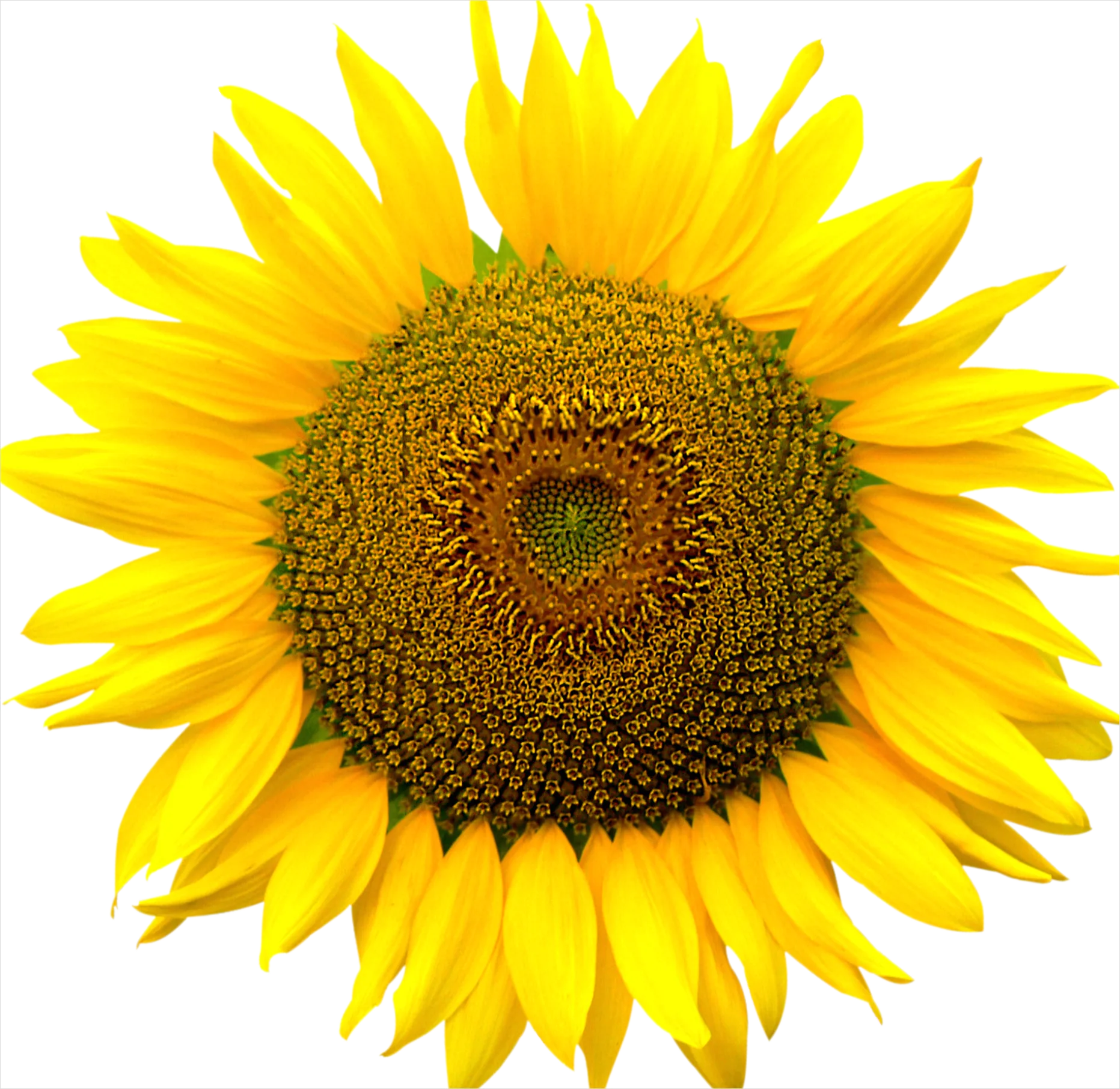 Detail Sunflower Transparent Png Number 6